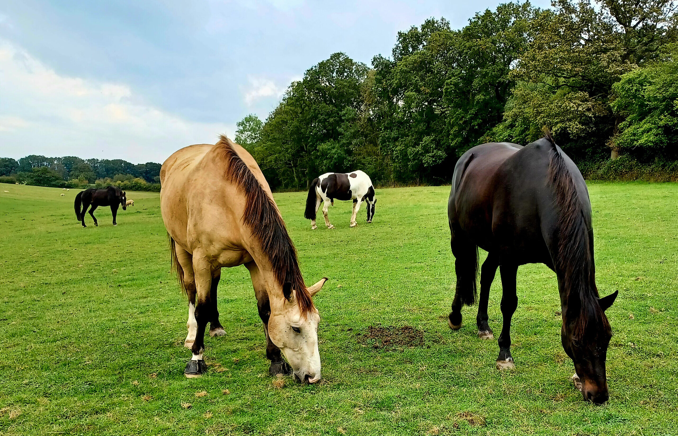 Our charity calls for improved laws to protect Europe&#8217;s seven million horses