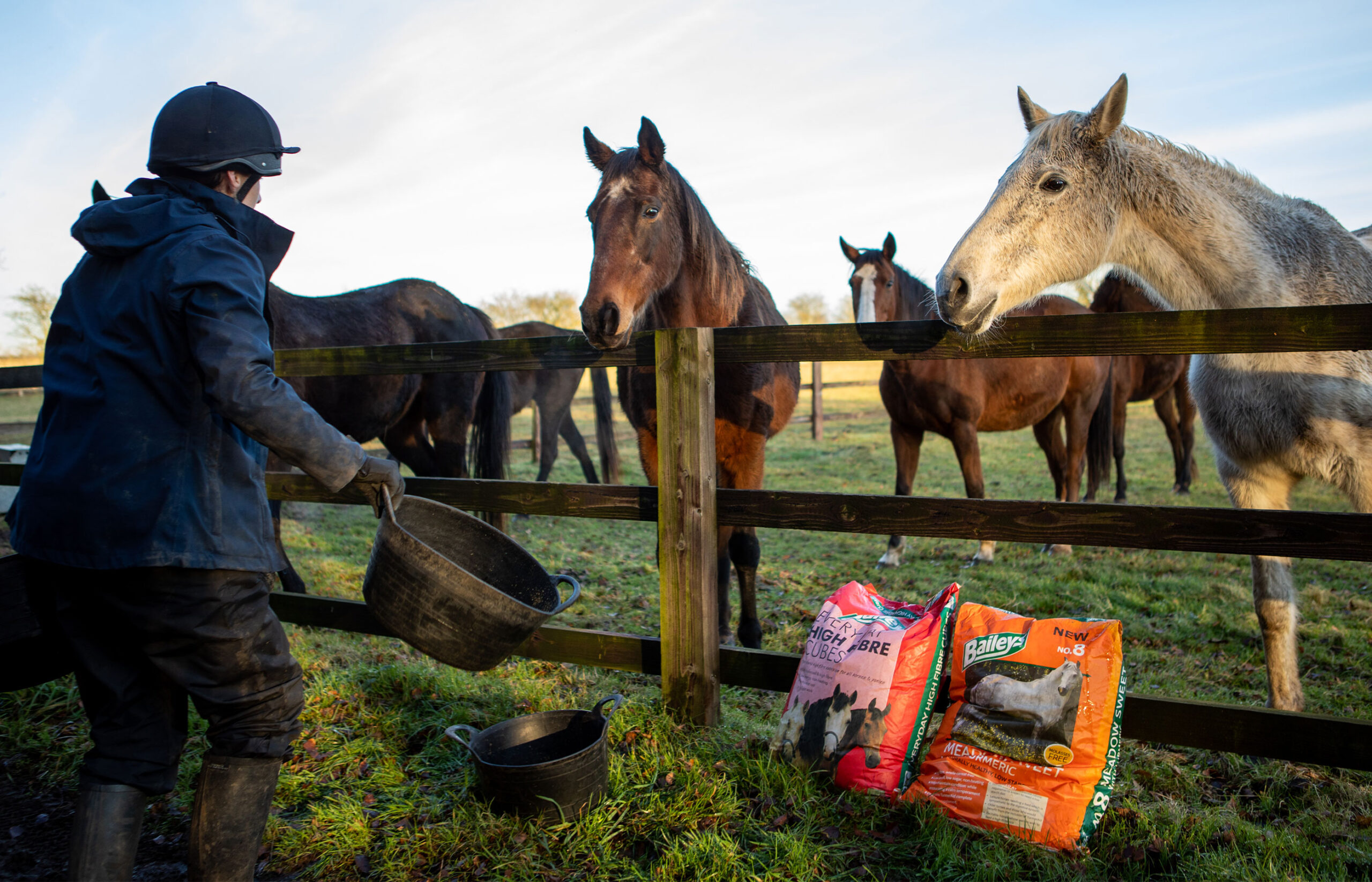 What should I feed my horse? 