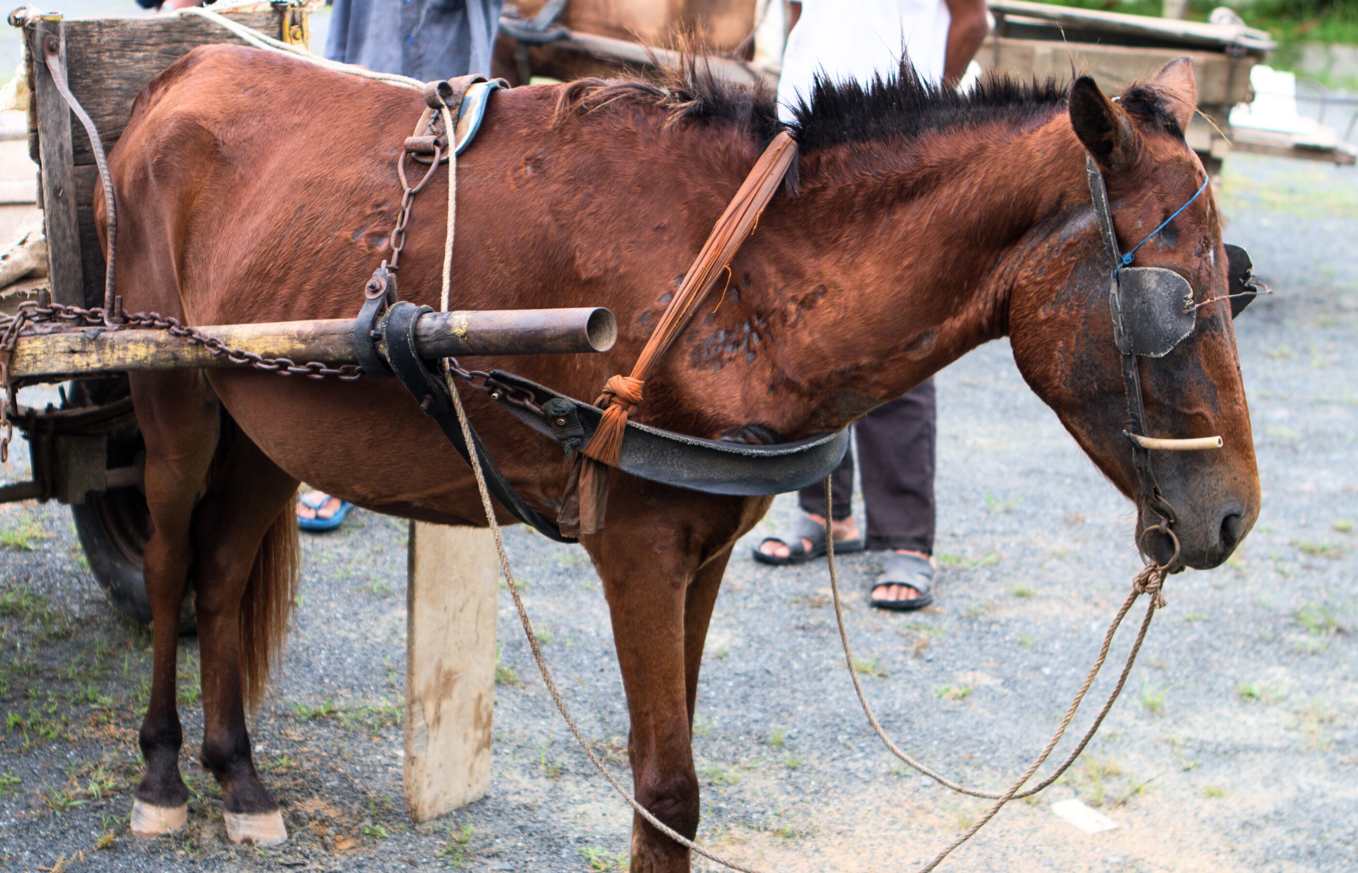 Help working horses, ponies and donkeys today