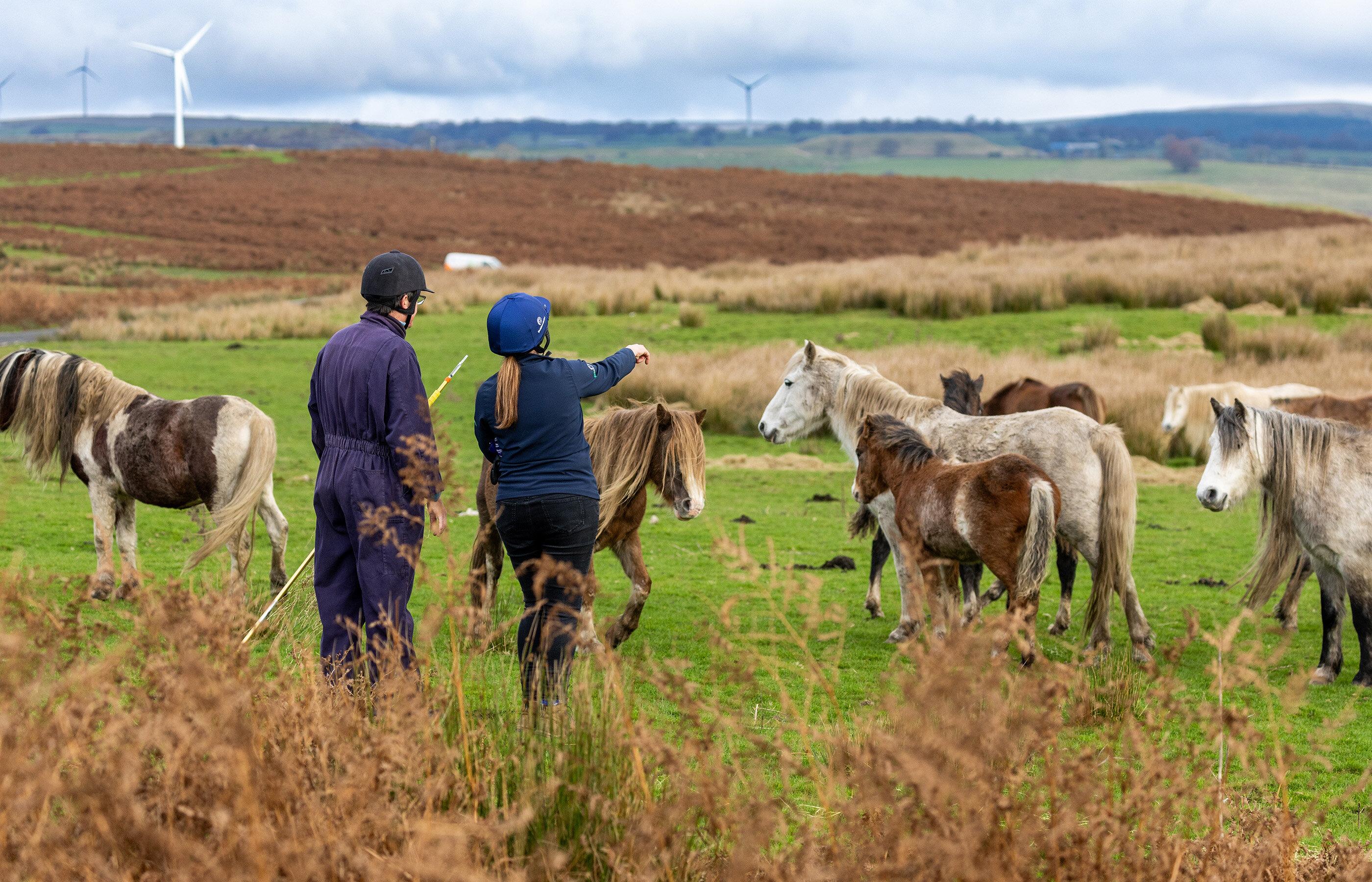 Birth of first foal from rescued ‘smuggled’ Dover 26 horses