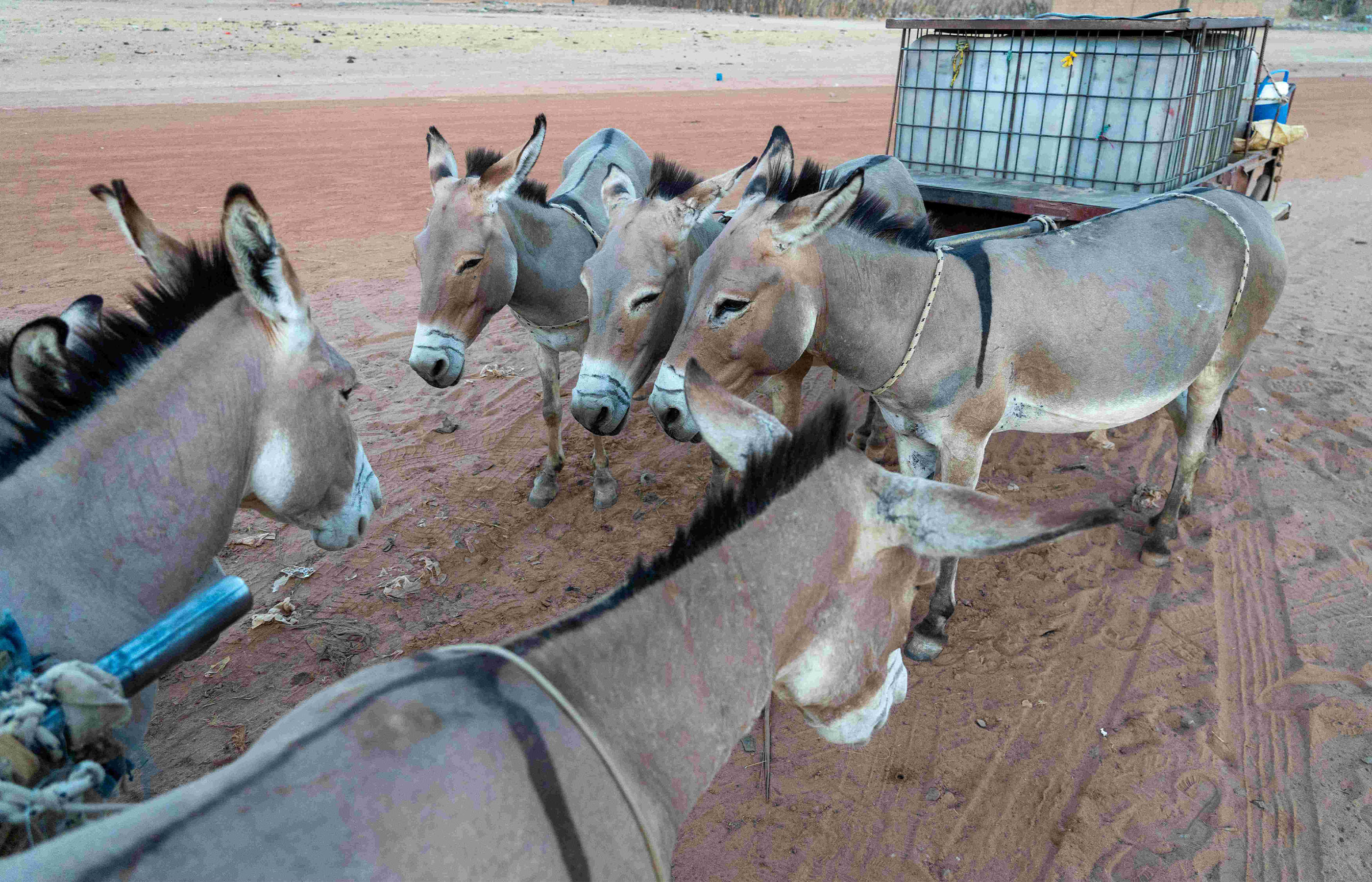 Calling for urgent action to protect Africa’s donkey population