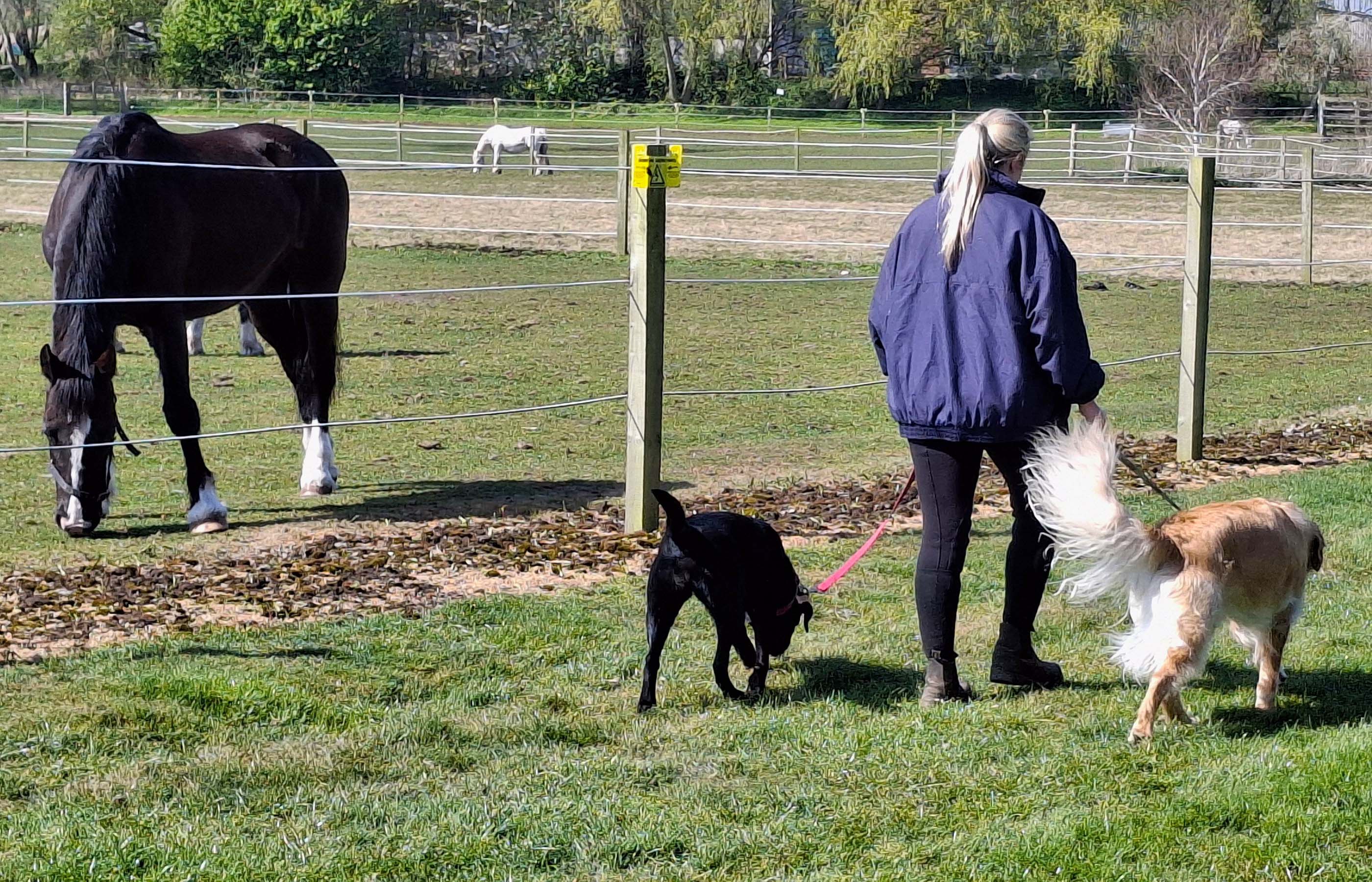 A horse stands in a stable with its head lowered over the door. A visitor is stroking the horses head, and beside them another visitor sits in a wheelchair.