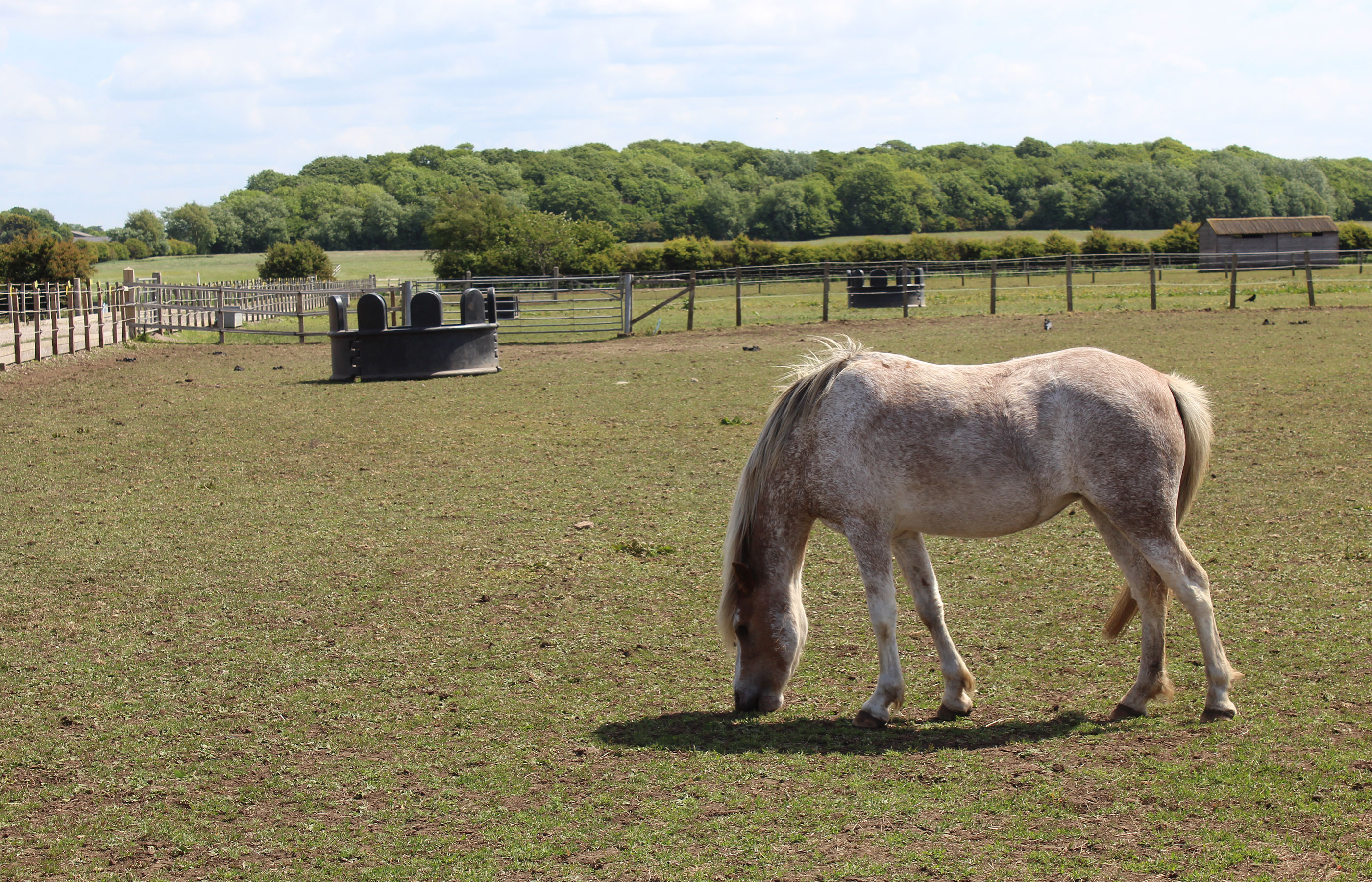 Three horses grazing a paddock in the shunshine at Penny Farm