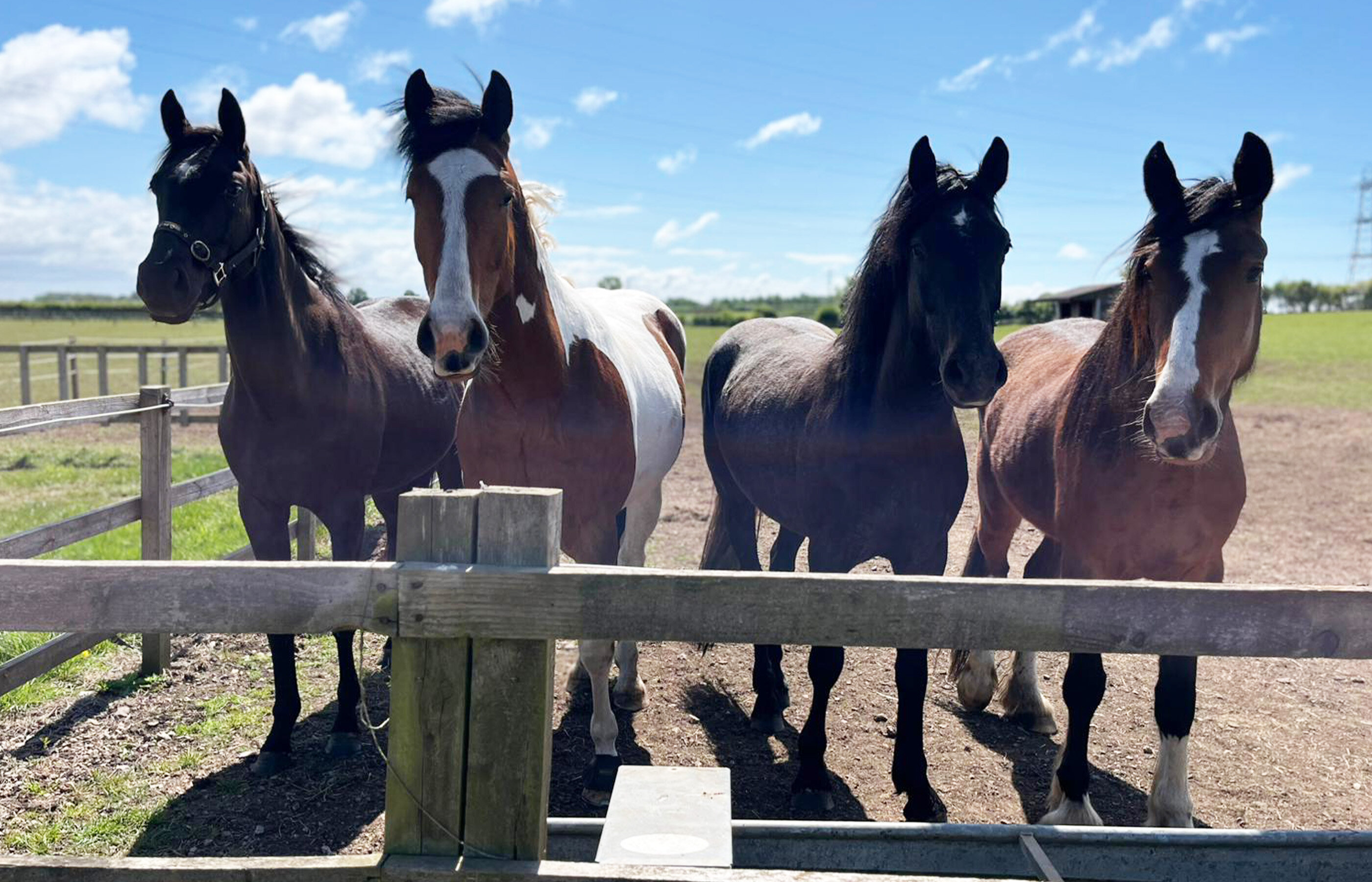 A group of four different coloured horses standing closely together in a field next to a metal water drinker behind wooden post and rail fencing.