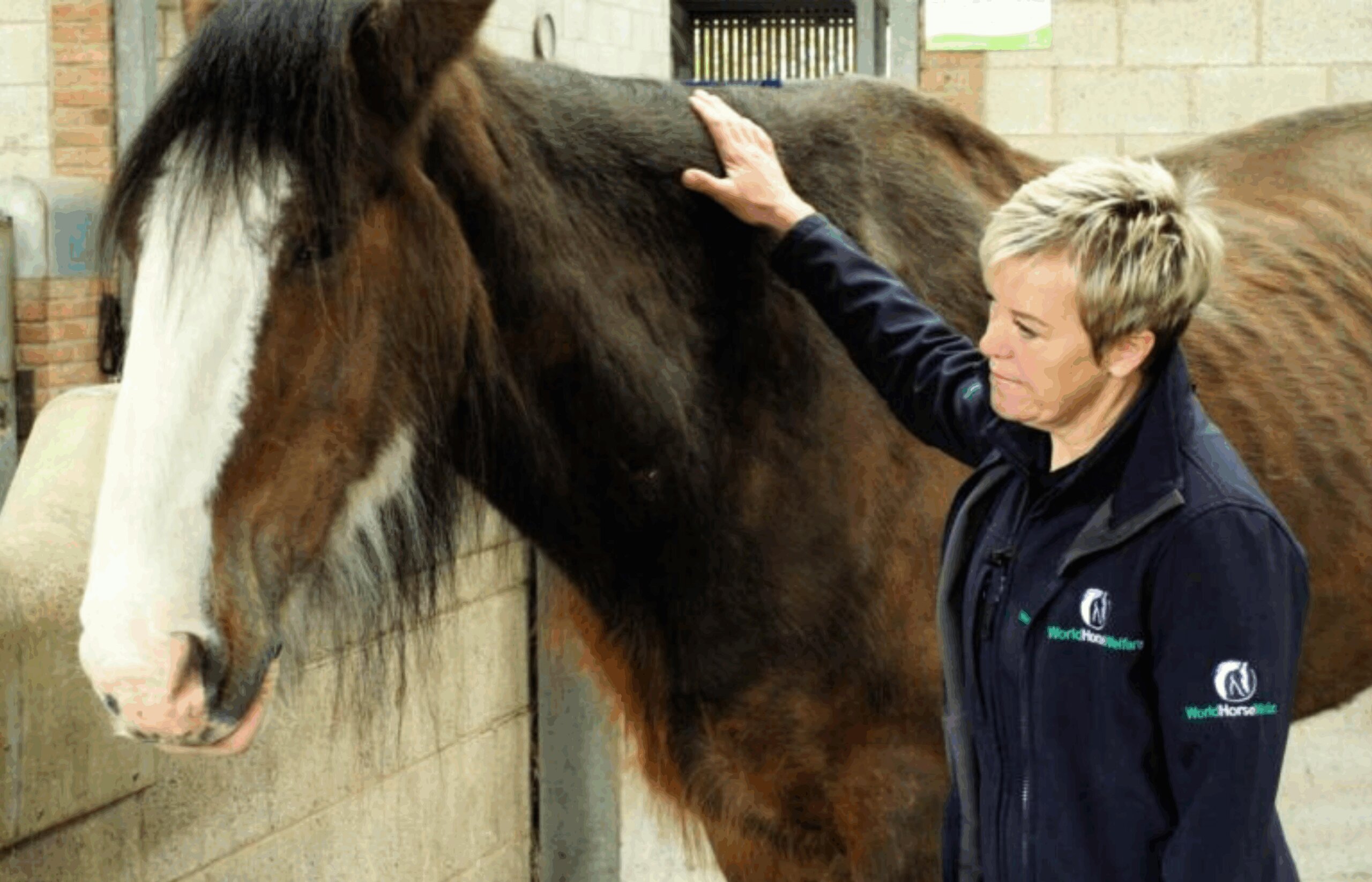 Vulnerable horses urgently need your help