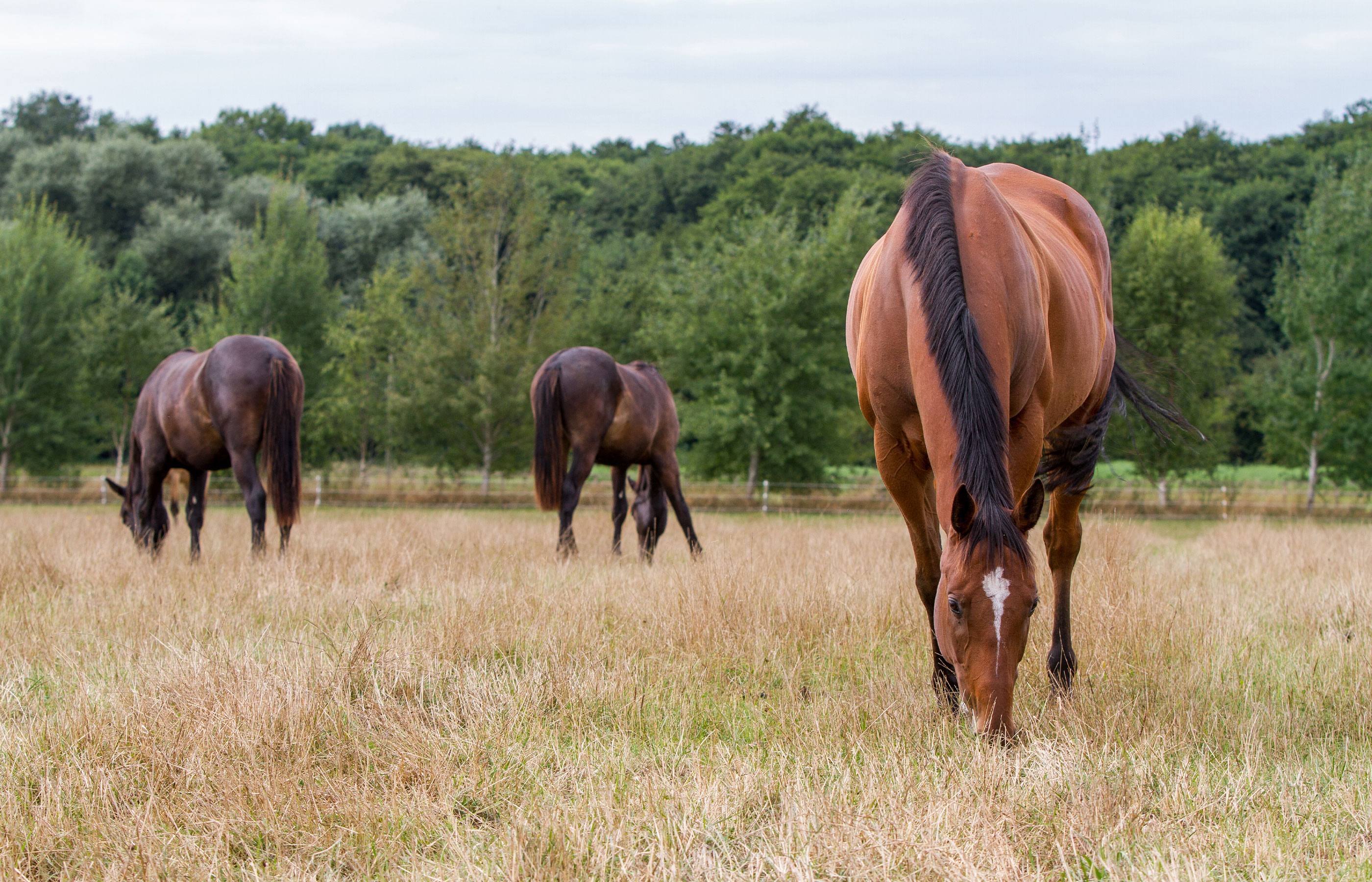 Poisonous plants in horse paddocks 