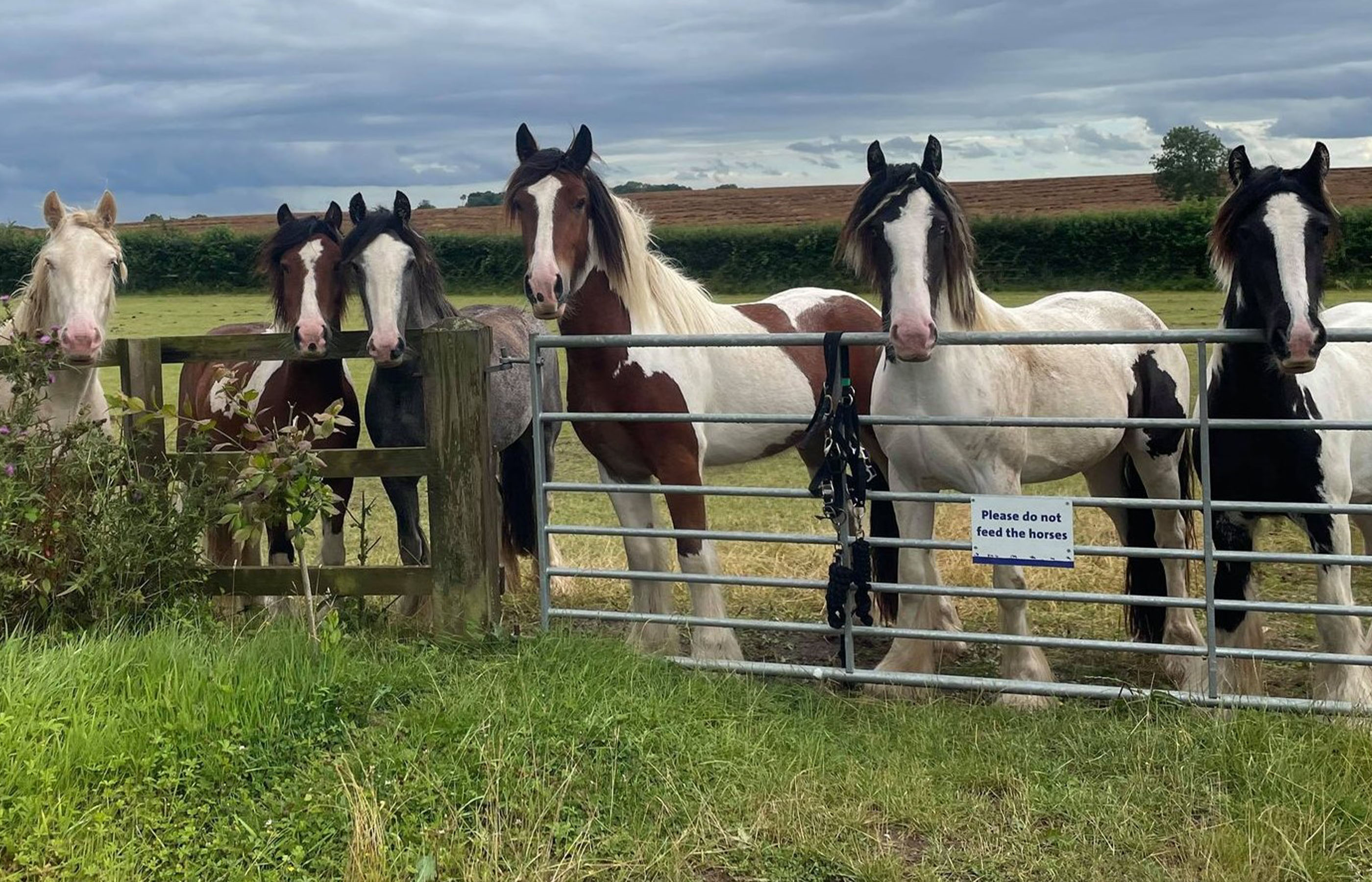 Five coloured horses standing together behind a metal five barred gate in a grassy field with a sign Please do not feed the horses fixed to the gate.