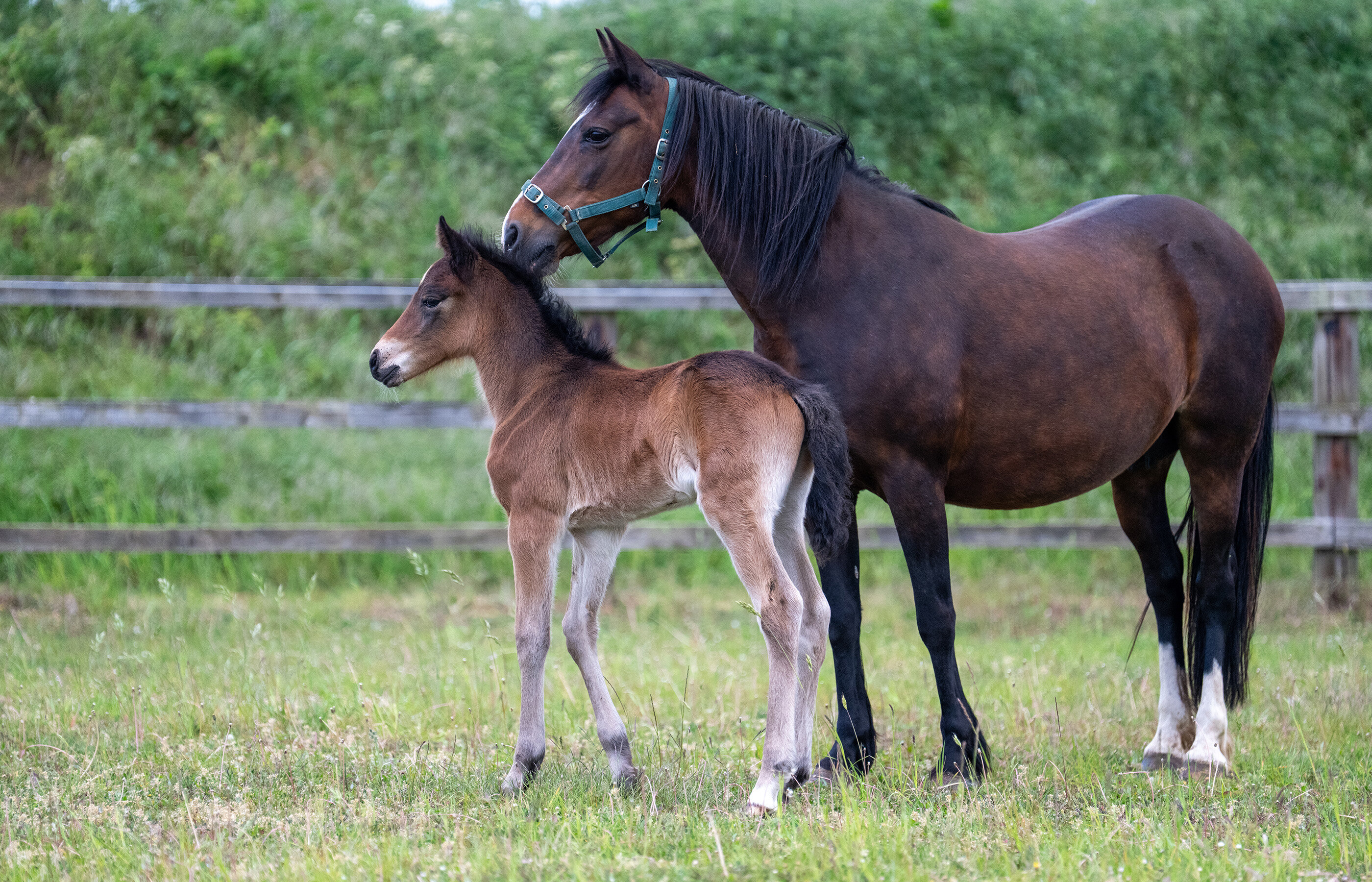 Birth of first foal from rescued ‘smuggled’ Dover 26 horses