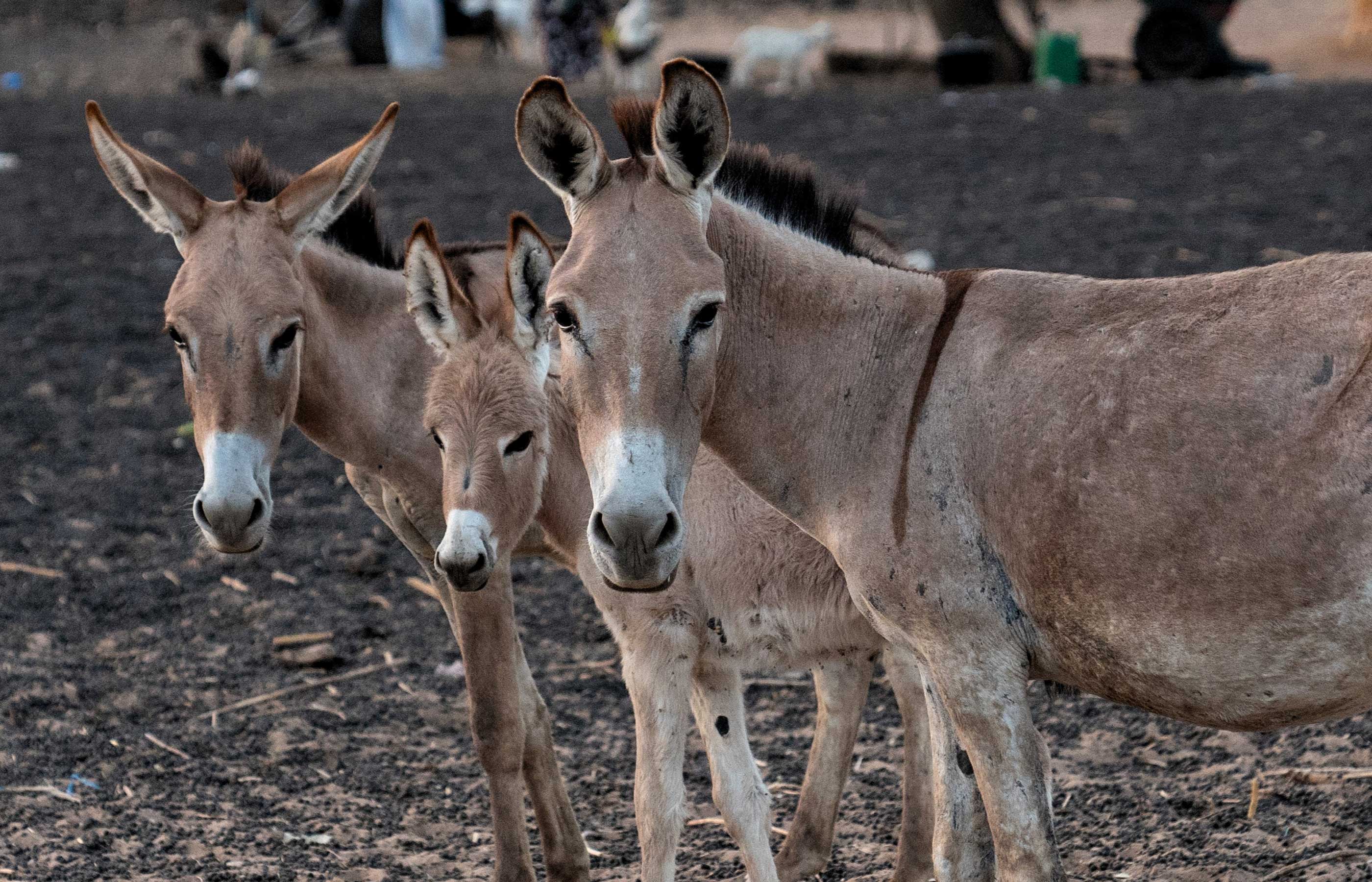 Urgent action needed to protect Africa’s donkeys as Pan-African conference opens