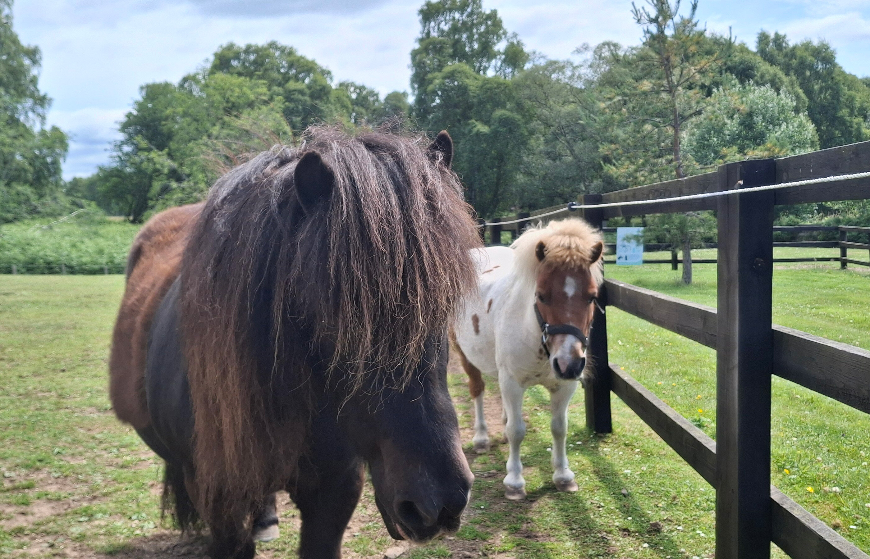 A brown Shetland pony with a long mane stands close to the camera with a skewbald Shetland pony standing close behind them in a field with post and rail fencing.