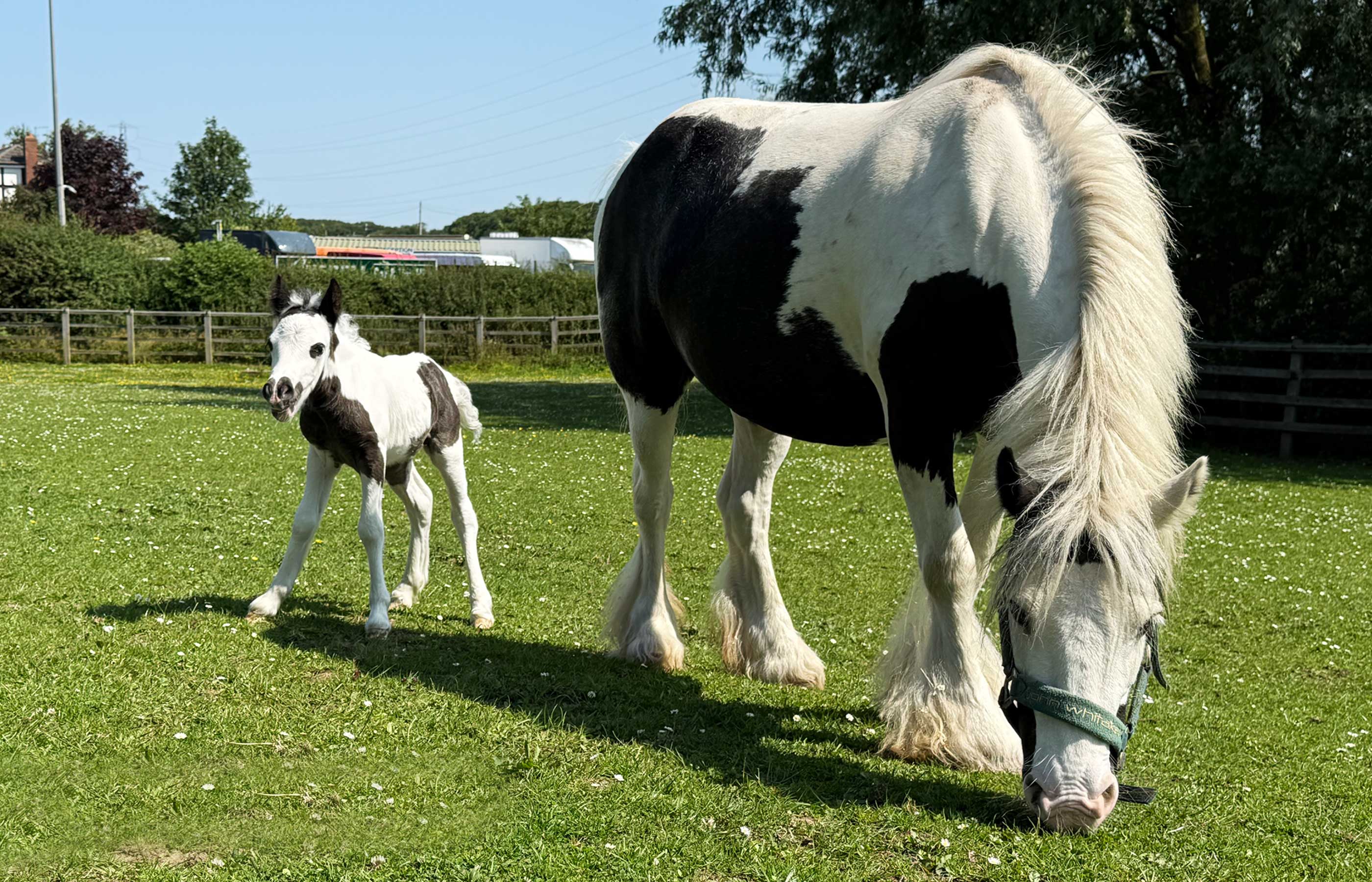 Birth of first foal from rescued ‘smuggled’ Dover 26 horses