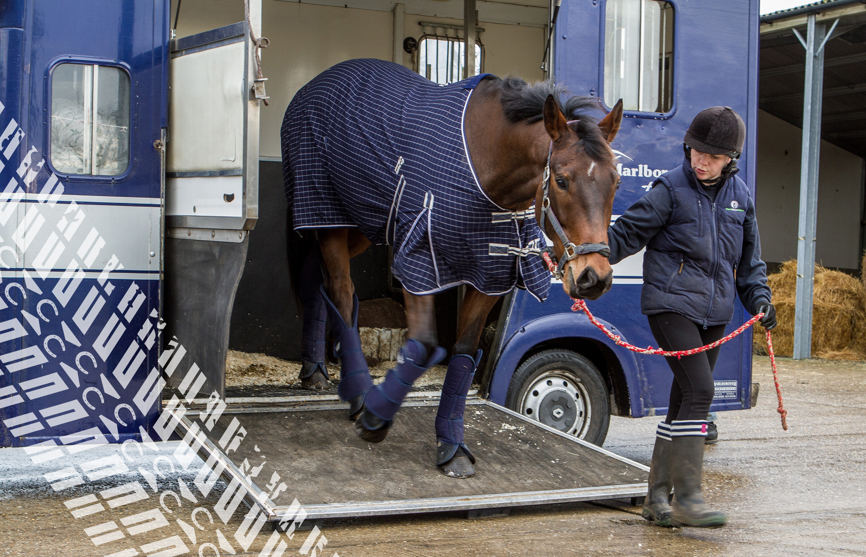 Birth of first foal from rescued ‘smuggled’ Dover 26 horses