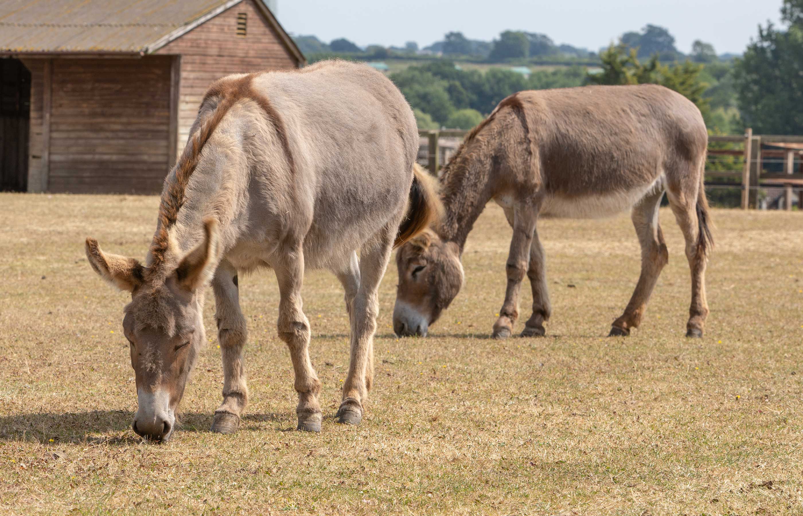 Donkey and mule environment essentials