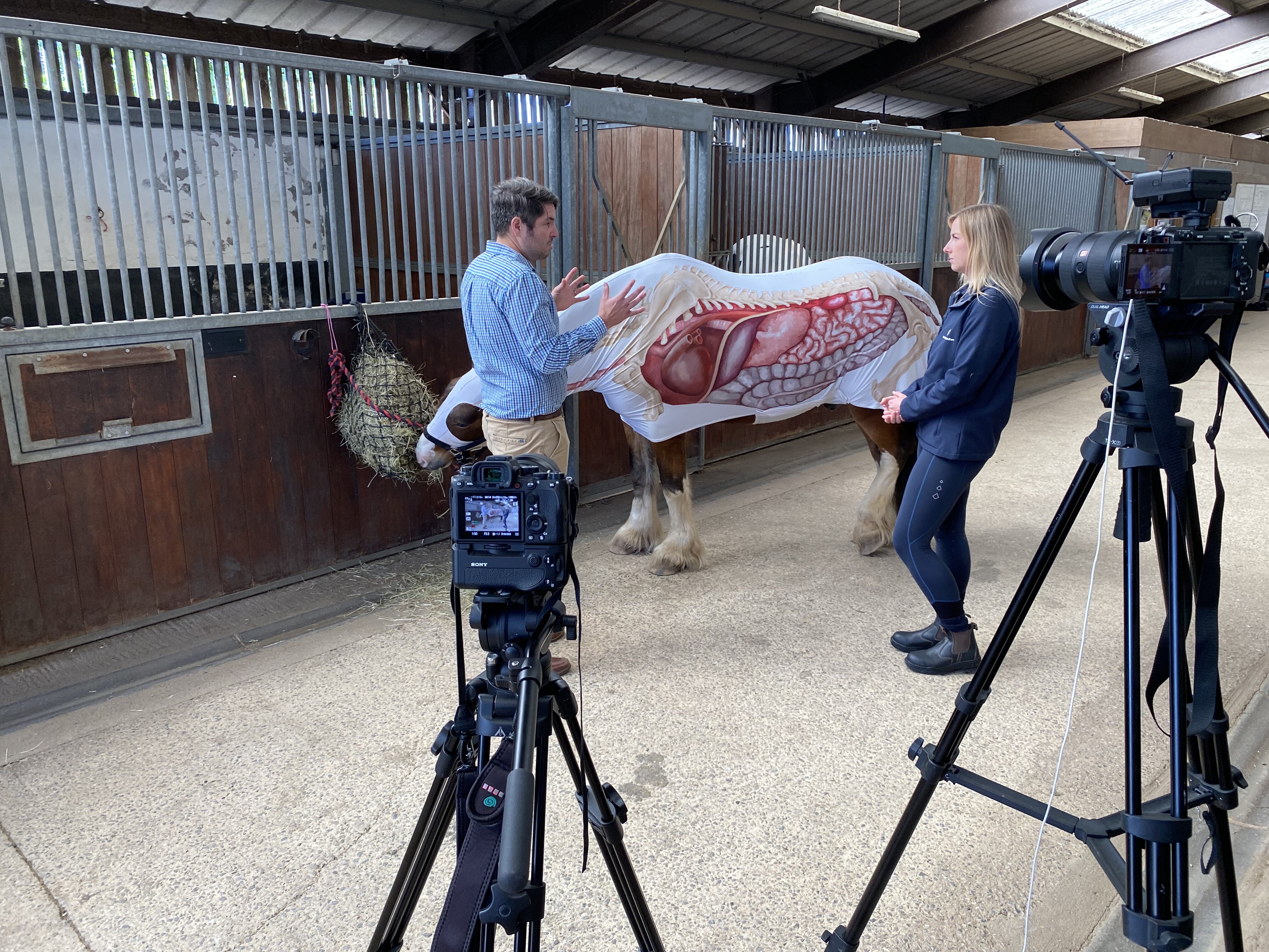 The horse’s digestive system