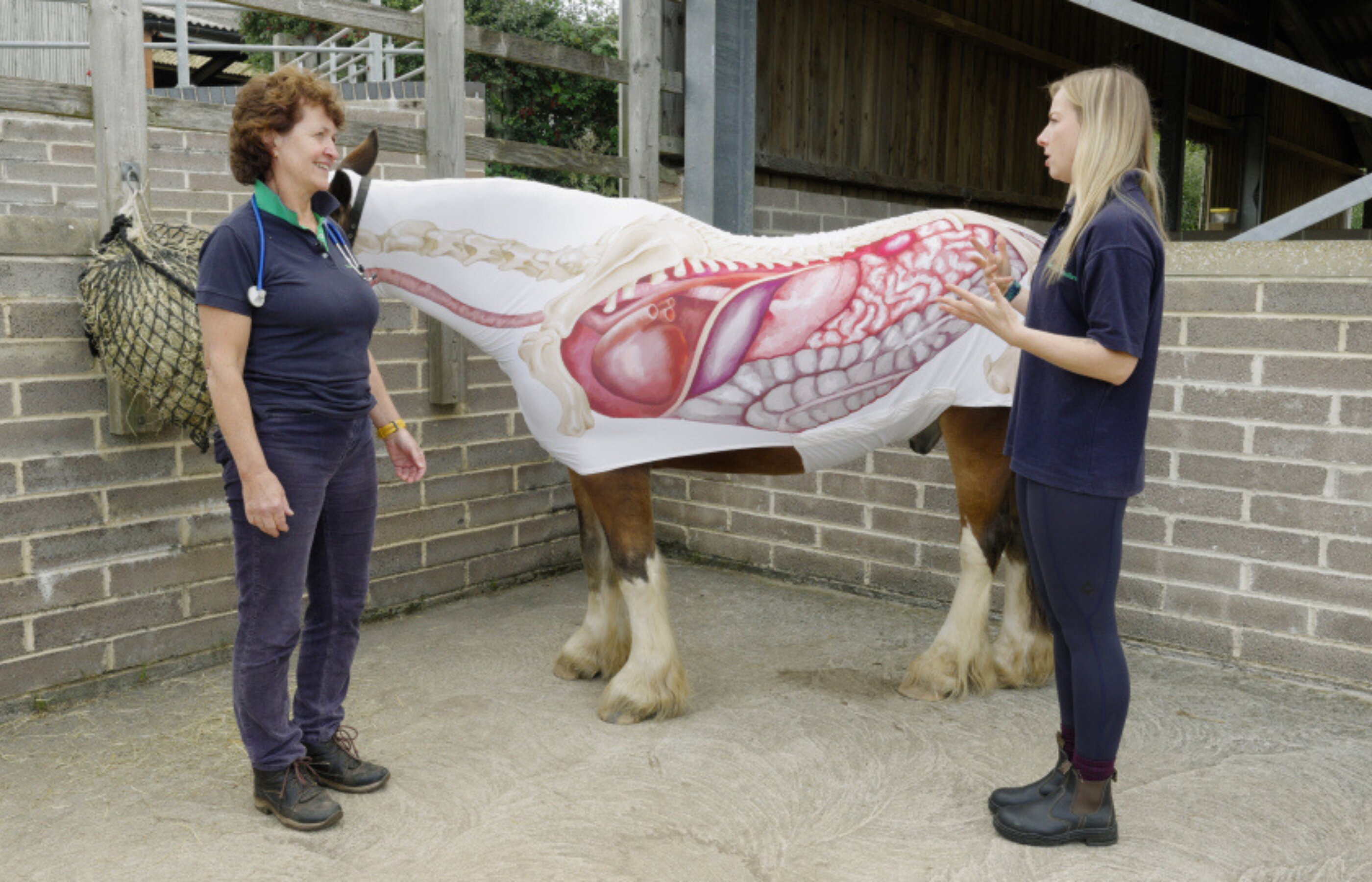 The horse’s cardiovascular and respiratory systems
