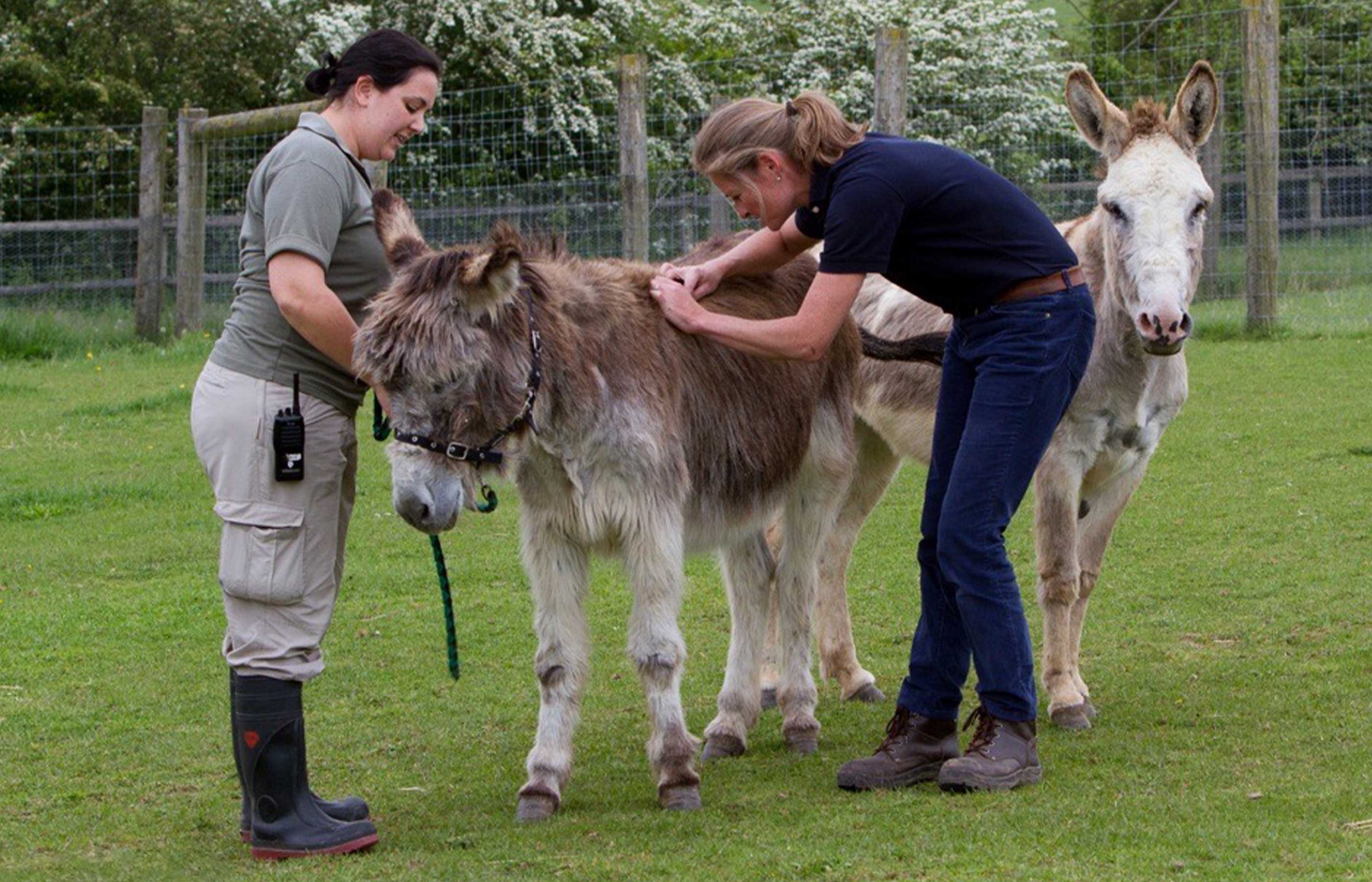 Donkey and mule health essentials