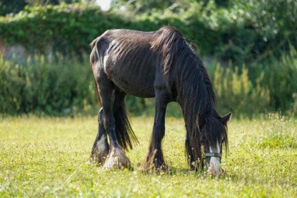 Thin dark bay horse standing in a field eating grass
