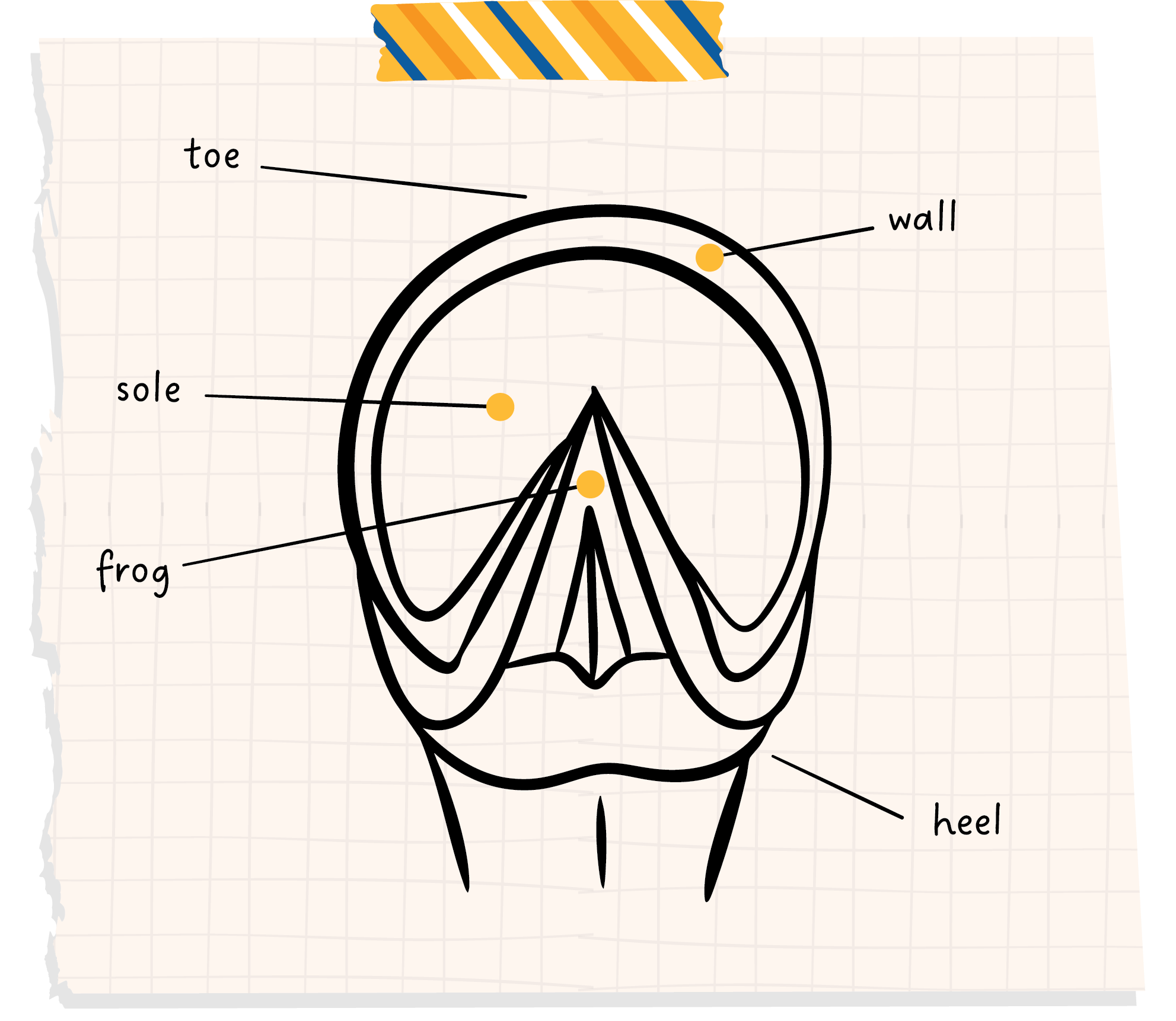 Diagram of a horse's hoof with pointers for the different hoof parts including the toe, wall, sole, frog and heel.