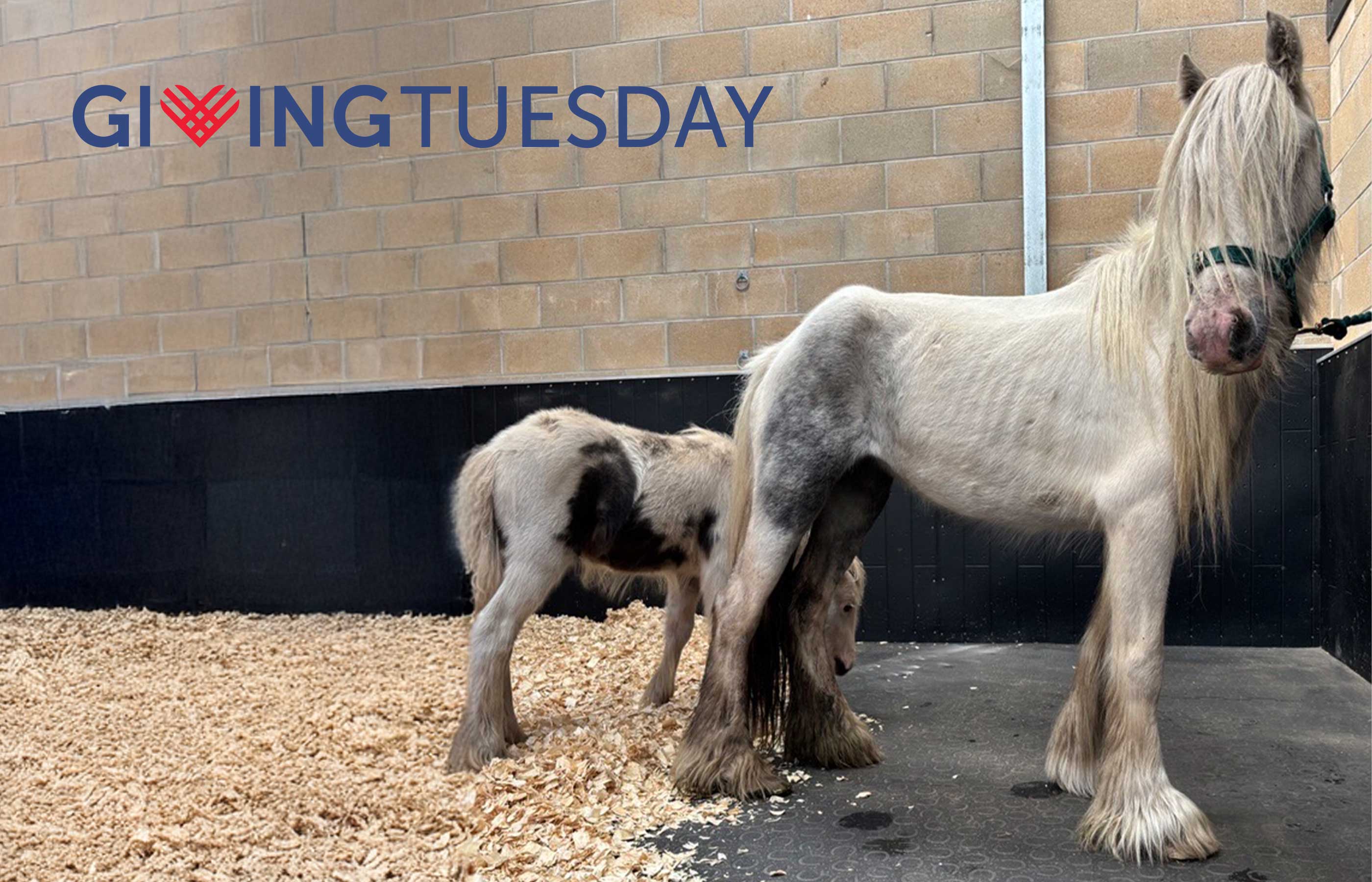 This Giving Tuesday help us care for foals 