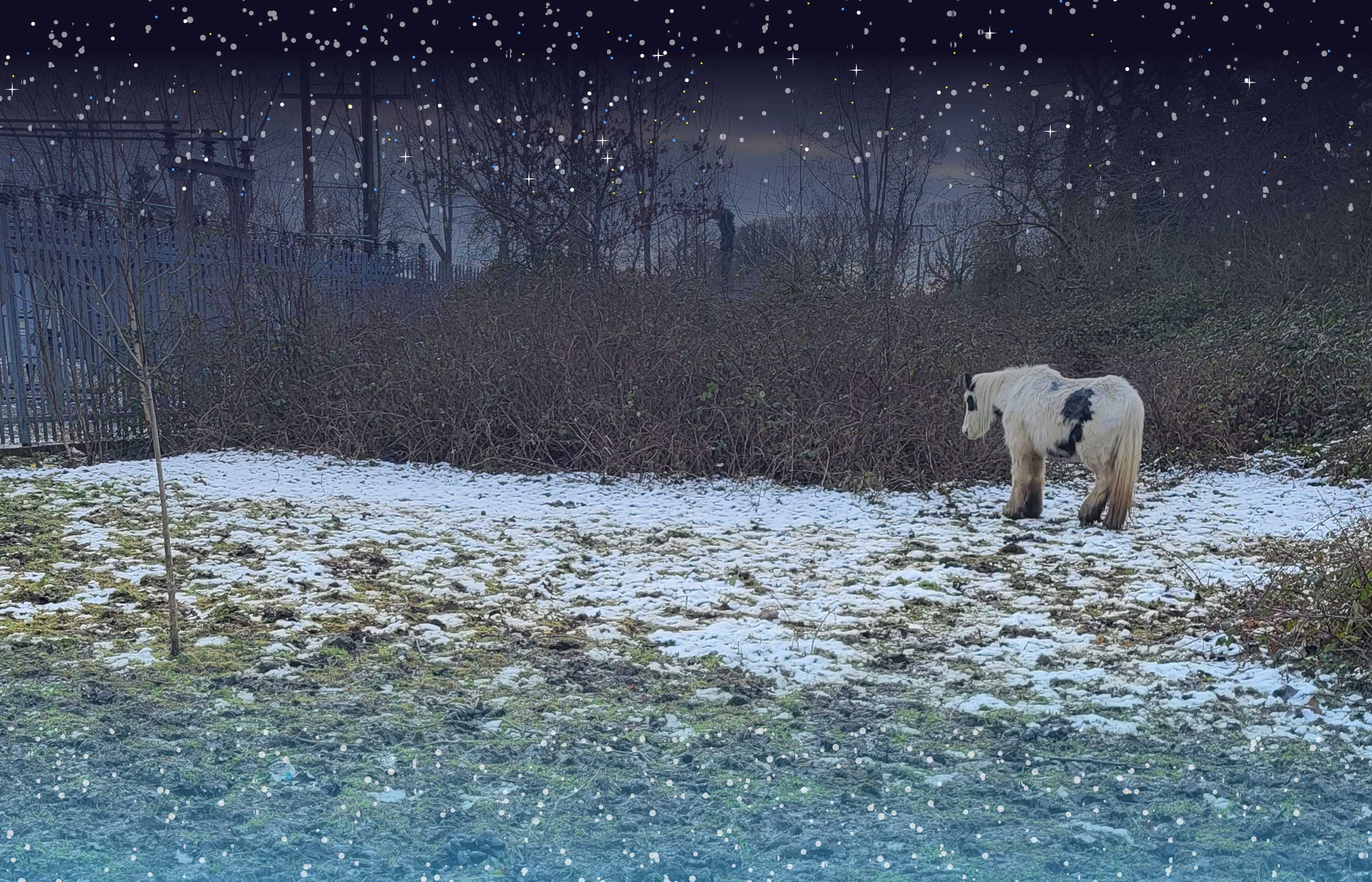 Every horse matters this winter