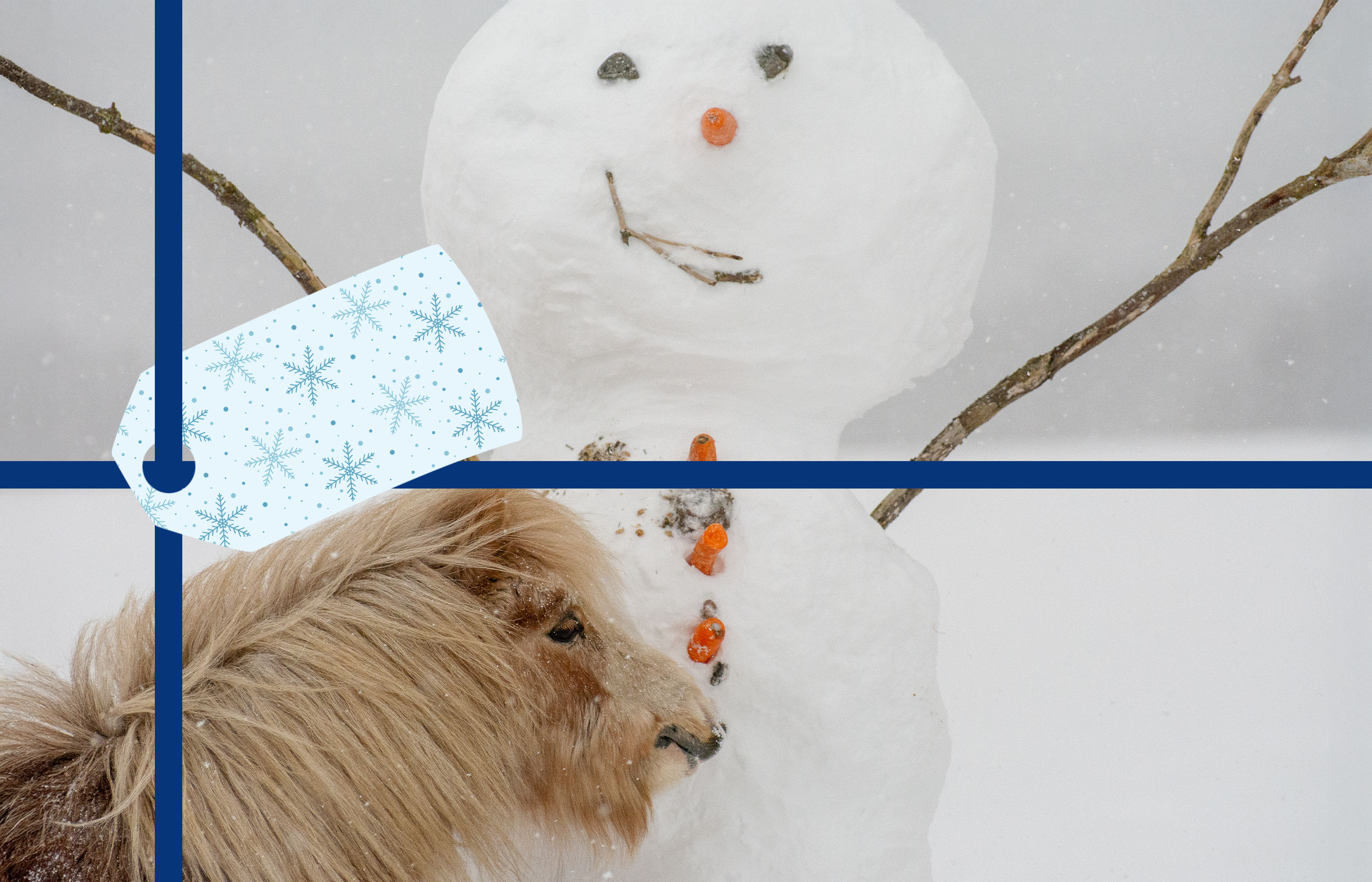 shetland pony nuzzling up to a snowman
