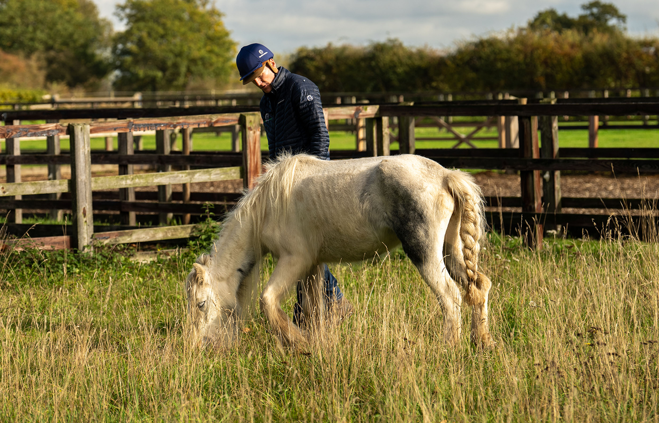 Thin dark bay horse standing in a field eating grass
