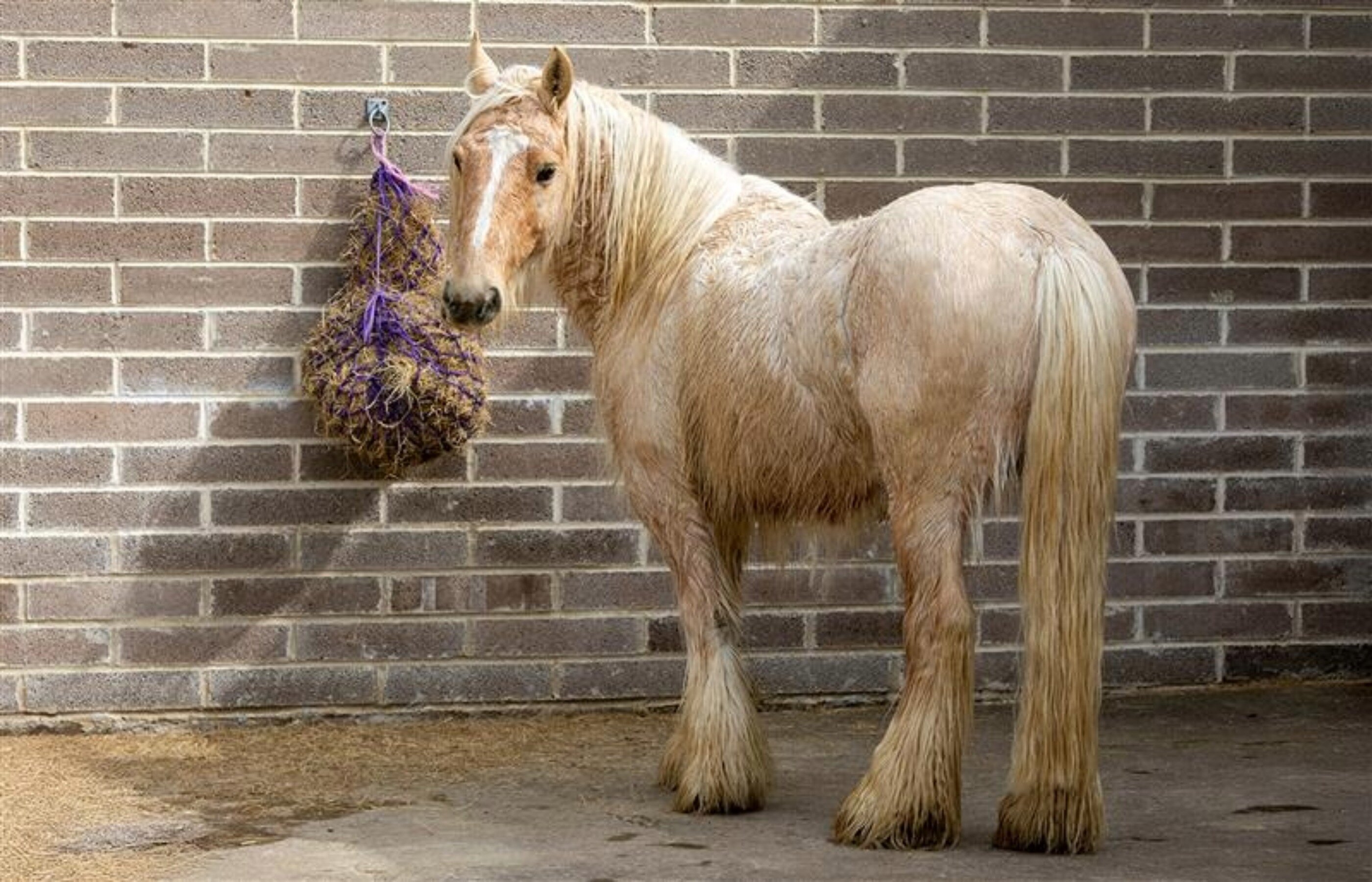 Donate a full hay net today