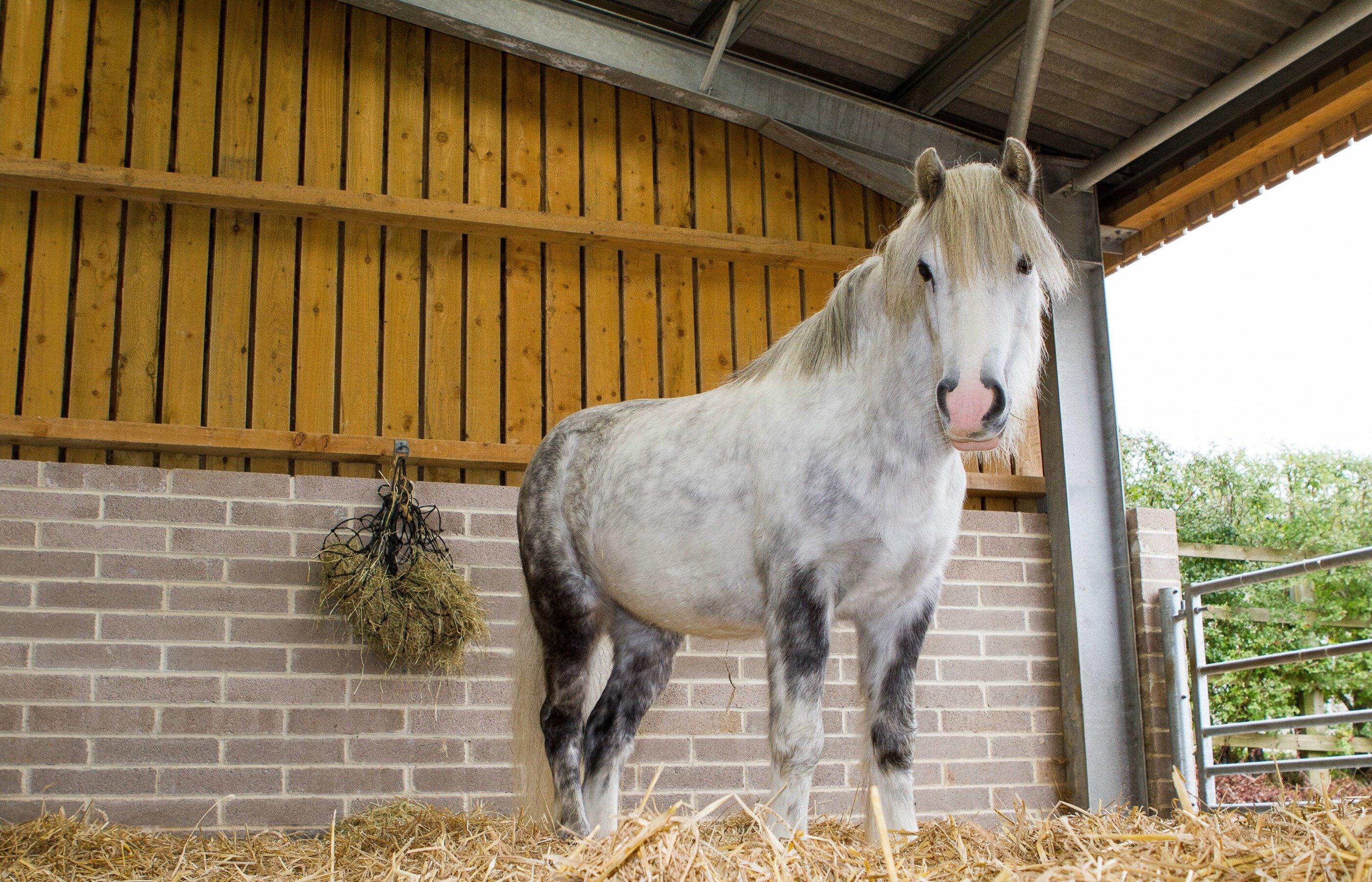 Donate a full hay net today