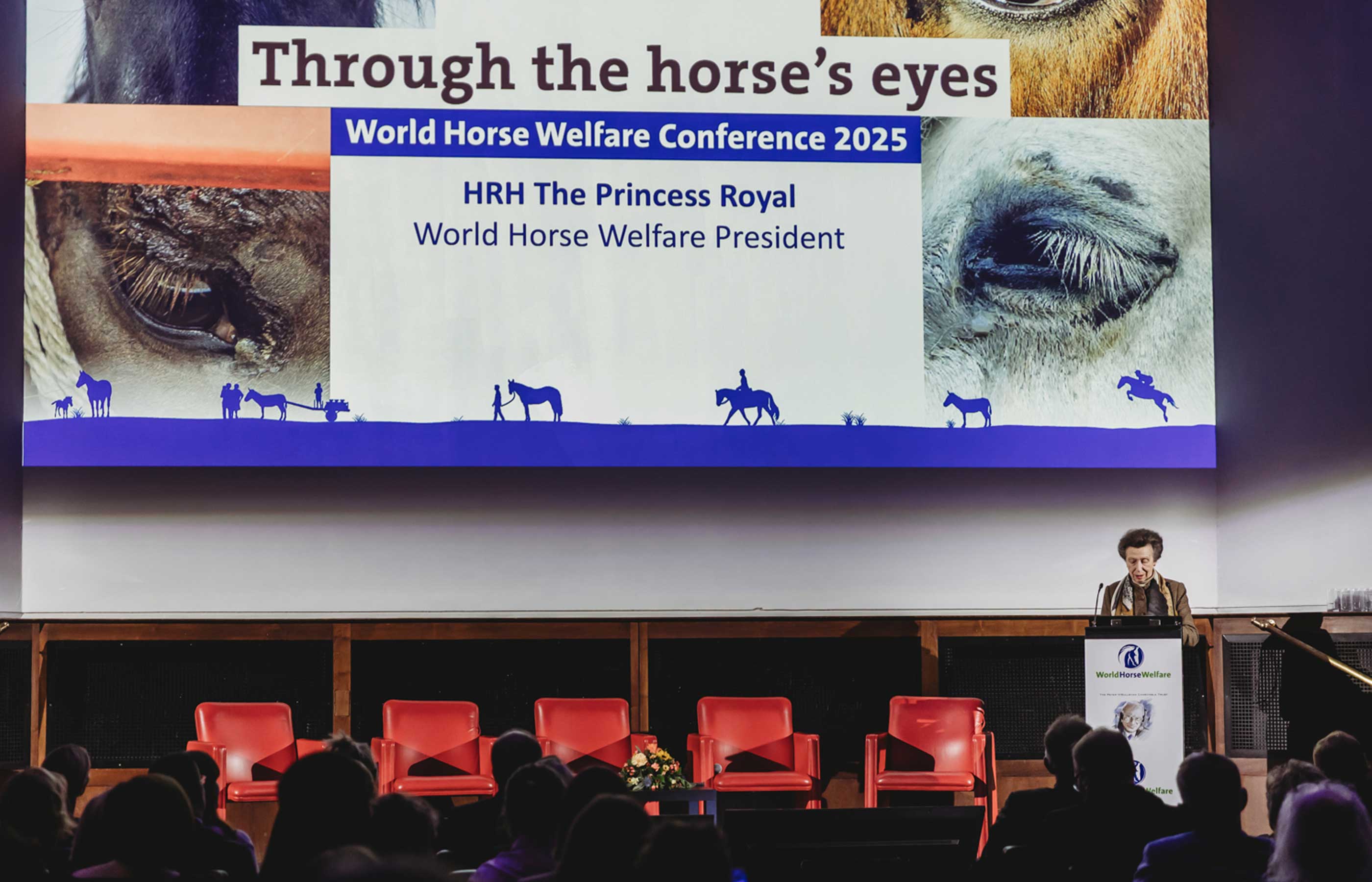 Birth of first foal from rescued ‘smuggled’ Dover 26 horses