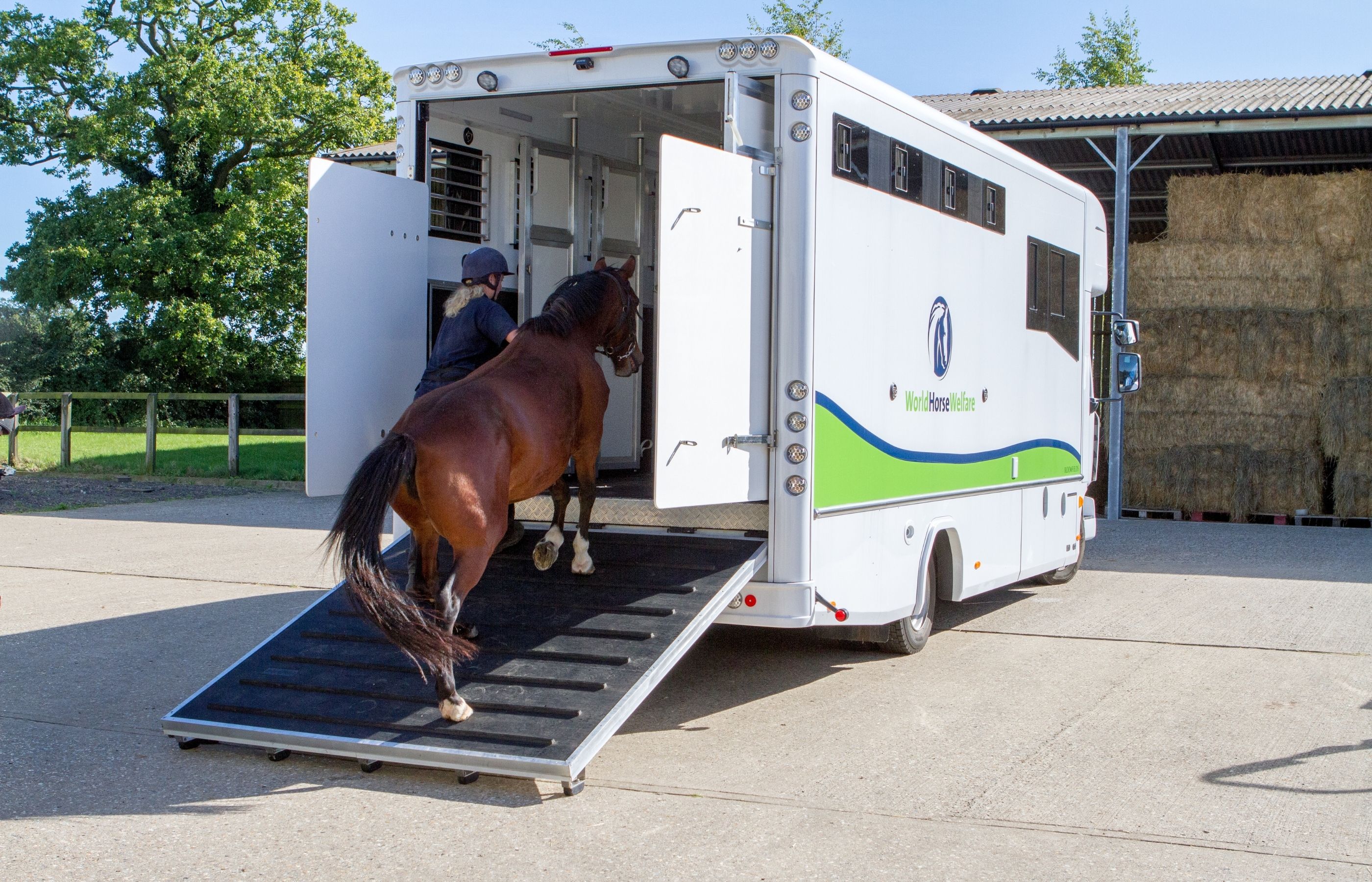 How to train horses to travel and load 
