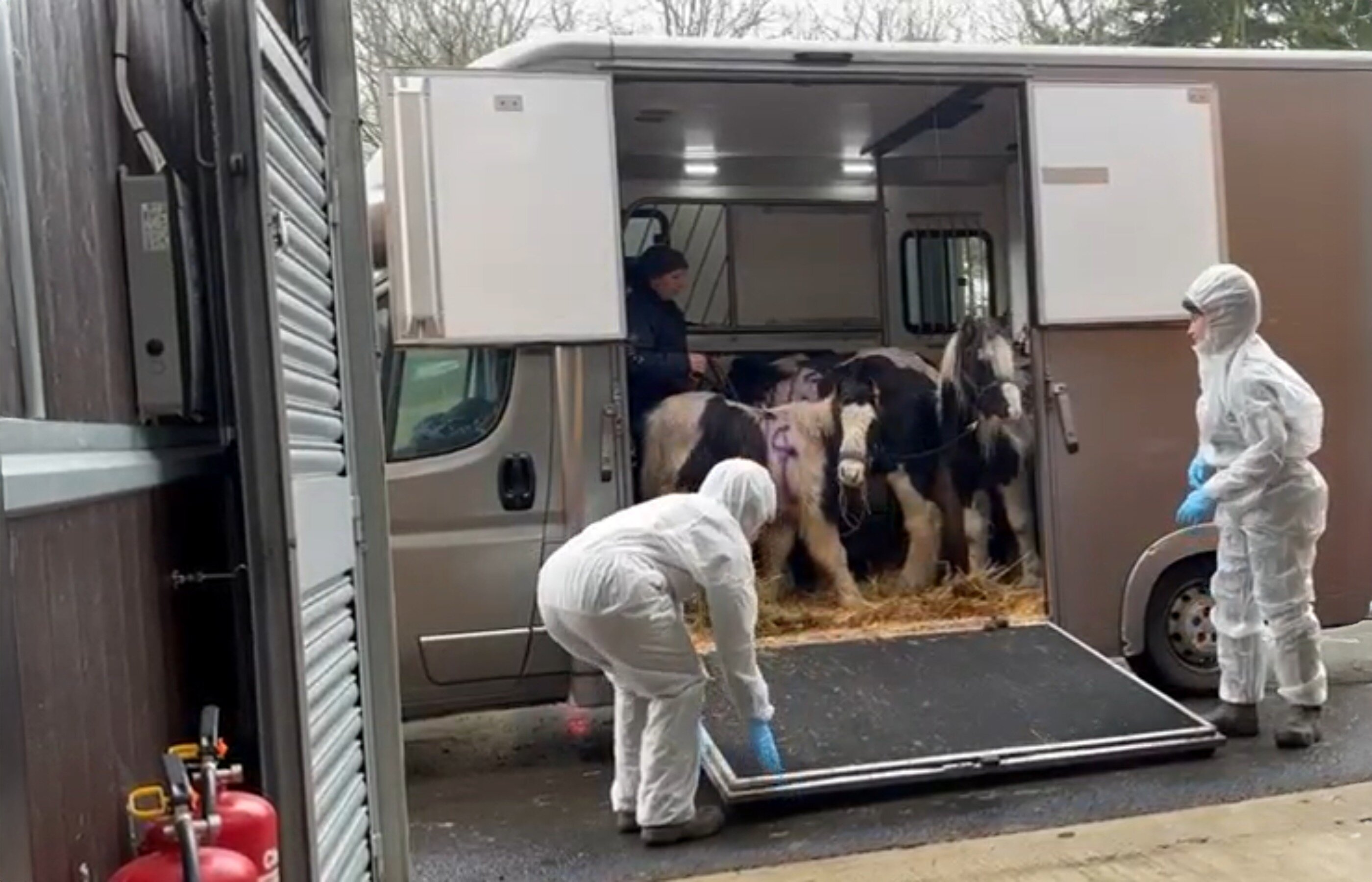 Just rescued: four horses in urgent need