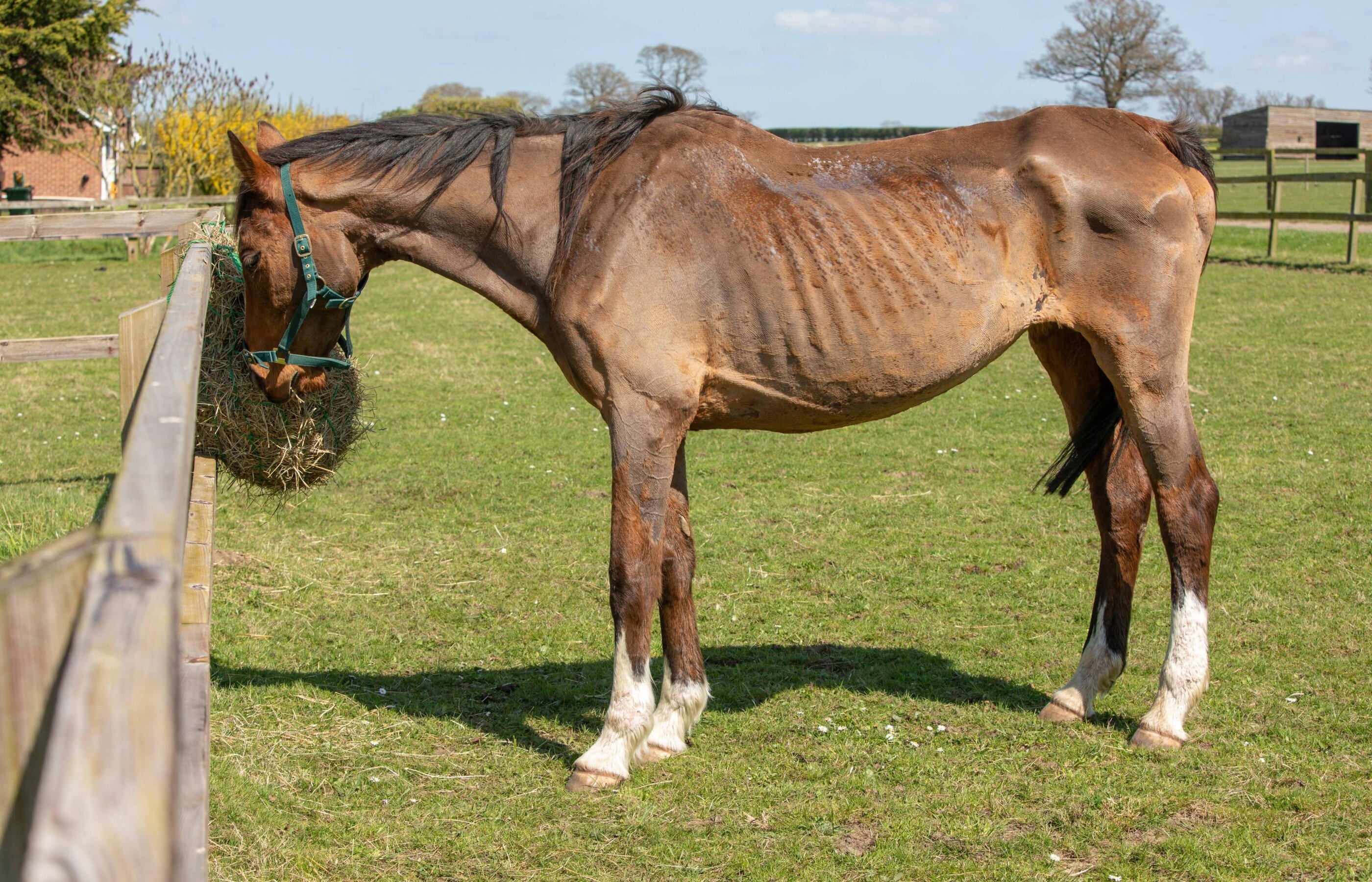 Donate a full hay net today