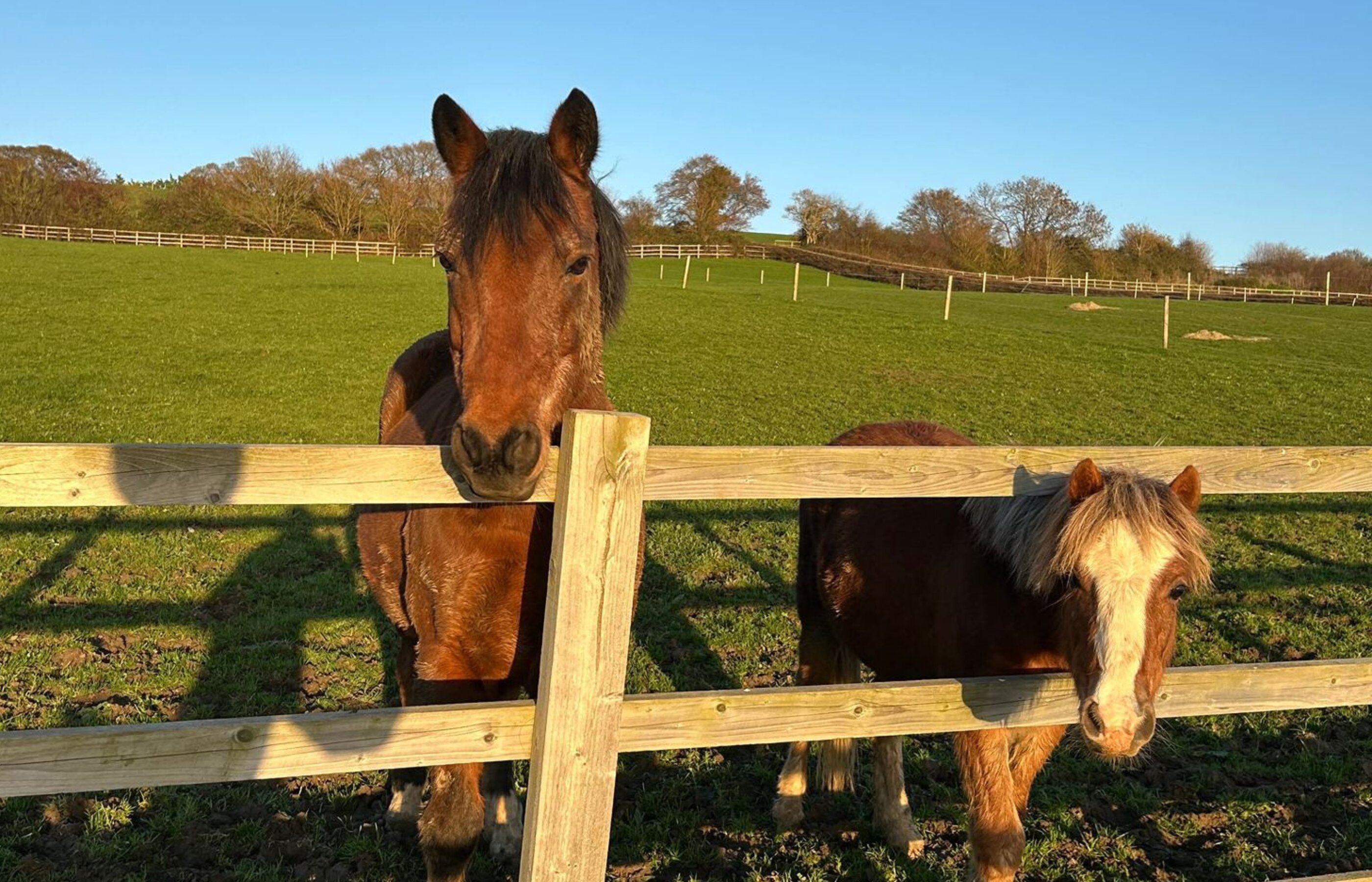 Alice in Wonderland Tea Party 12-1:30pm