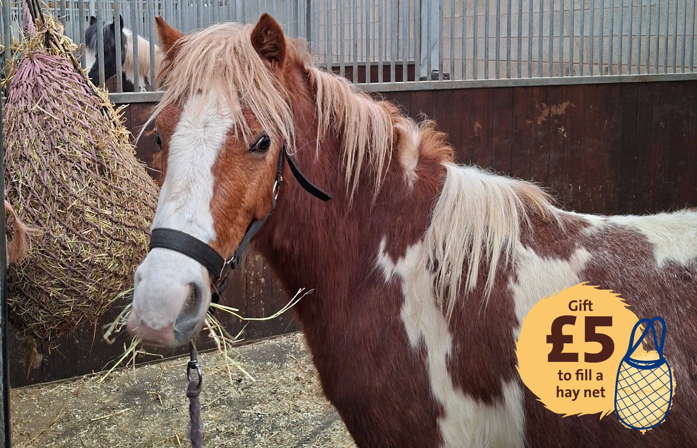 skewbald horse enjoying a hay net