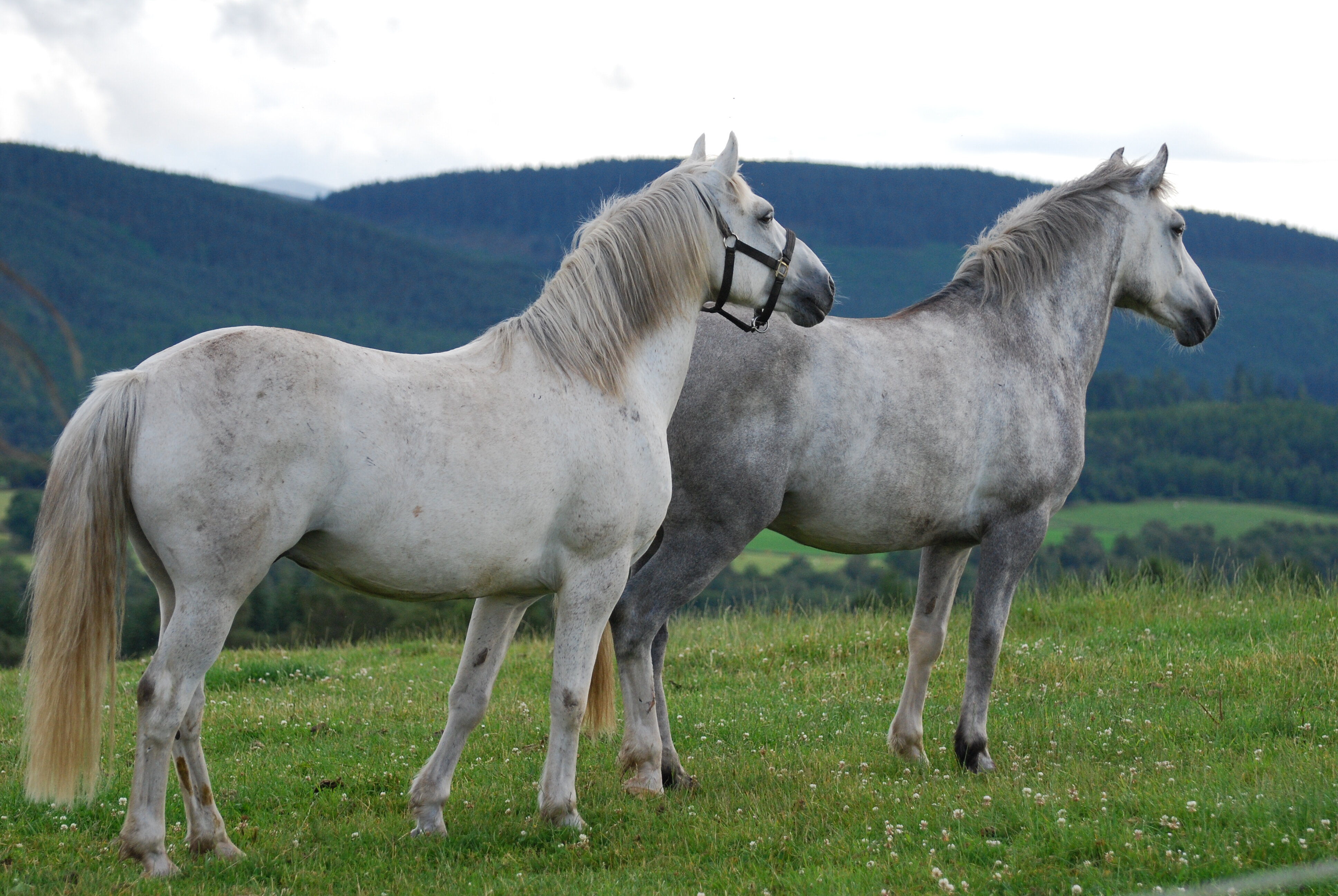 Write your Will for free