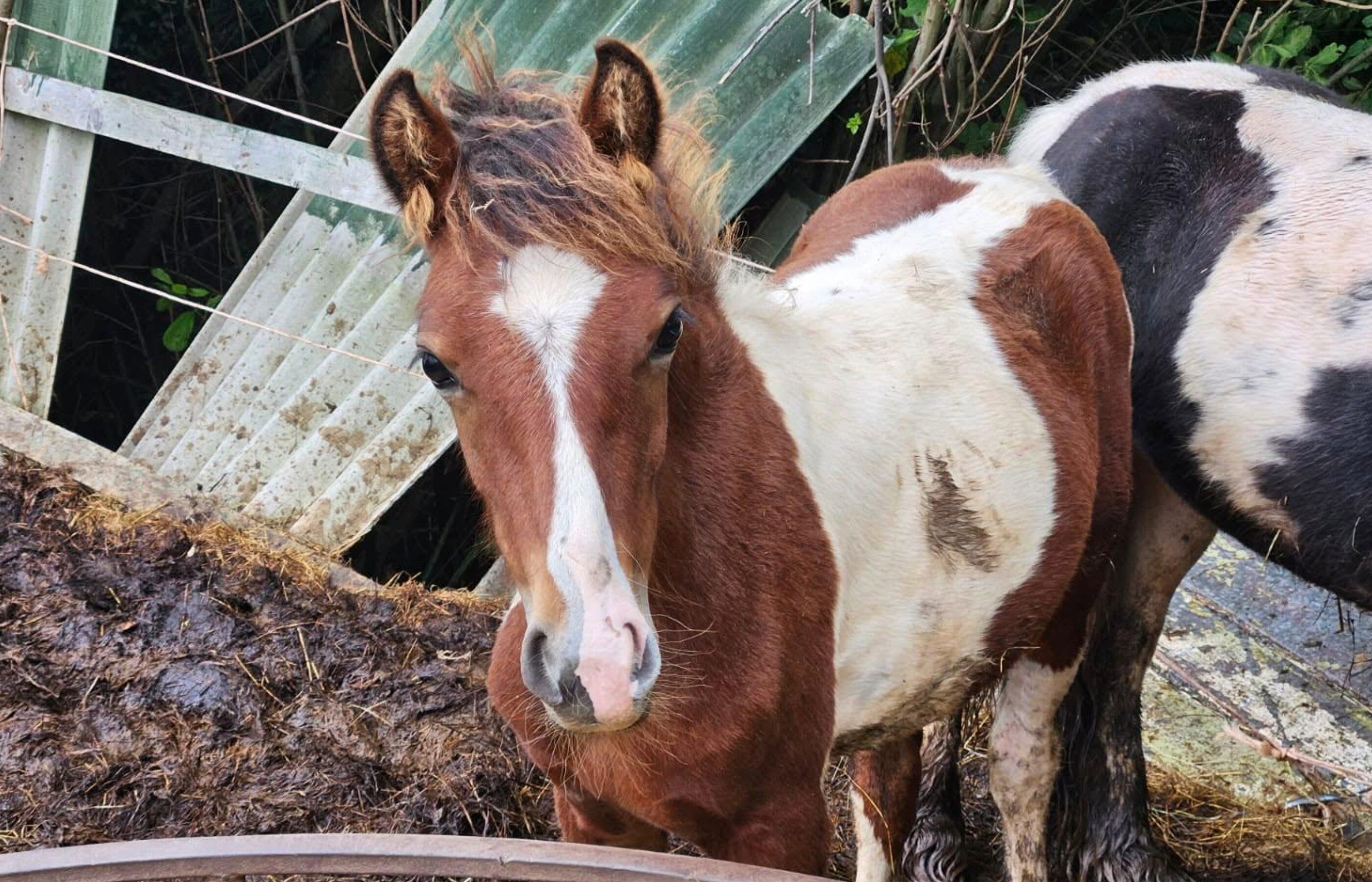 Help horses feel safe again  