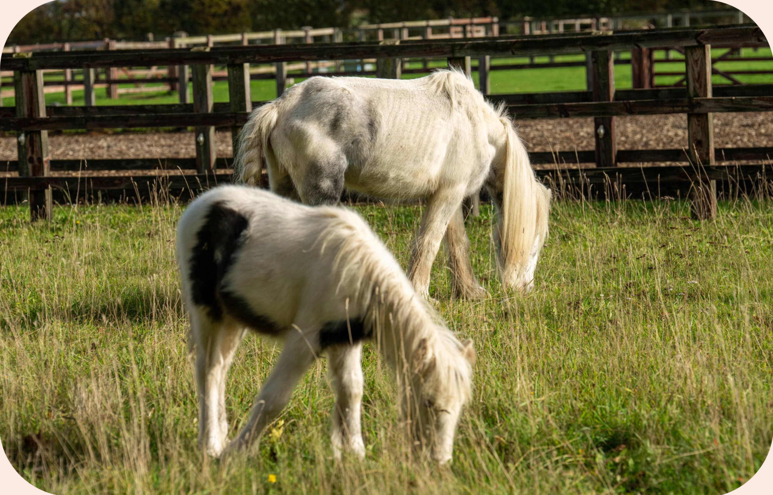 A grey pony and a piebald pony grazing together in a field with wooden post and rail fencing in the background.