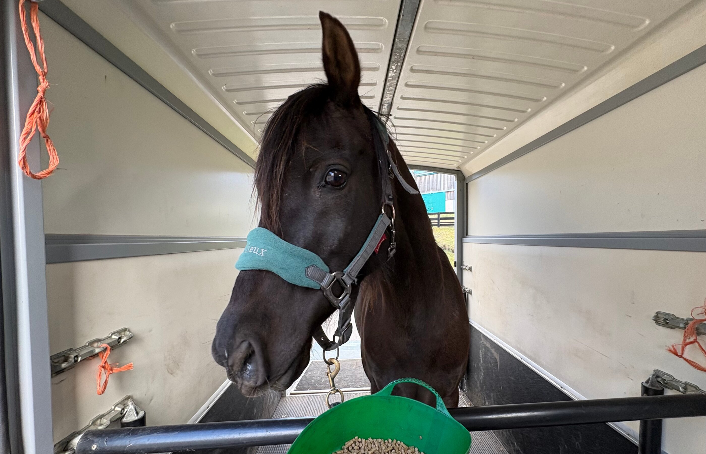 Horse Workshops – Help with Loading