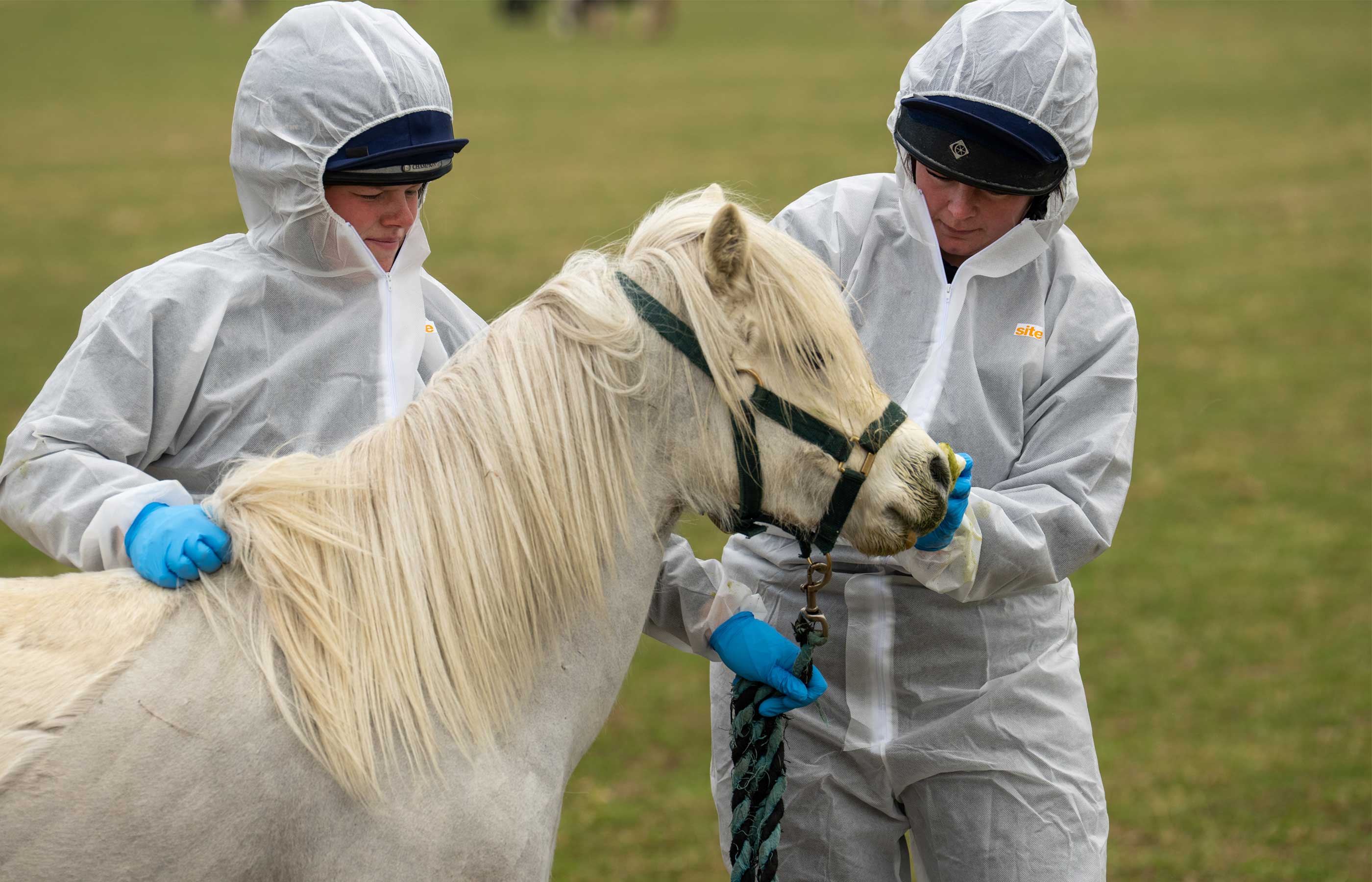 Birth of first foal from rescued ‘smuggled’ Dover 26 horses