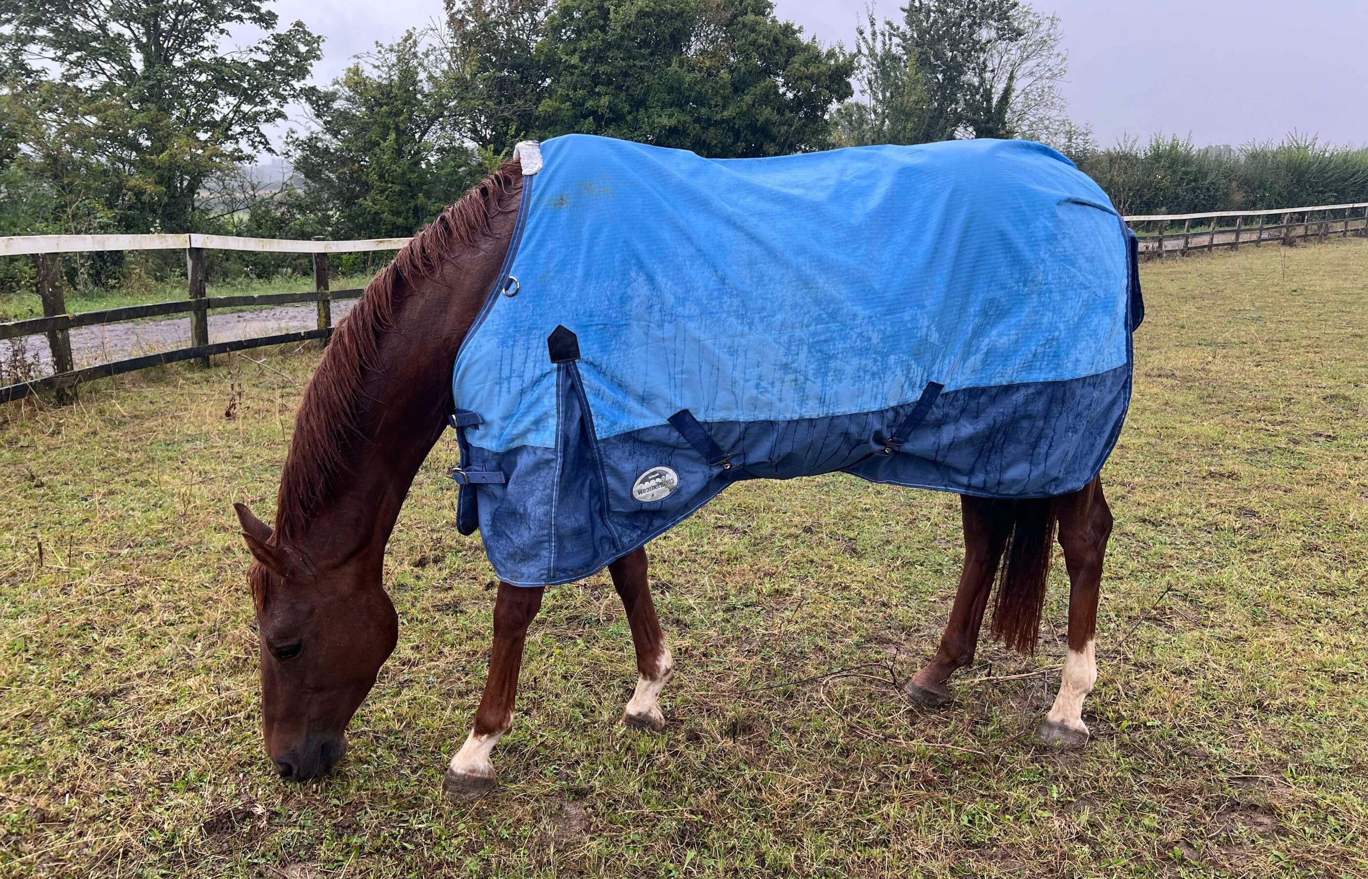 Horse Care Workshops – Session 3 To rug or not to rug
