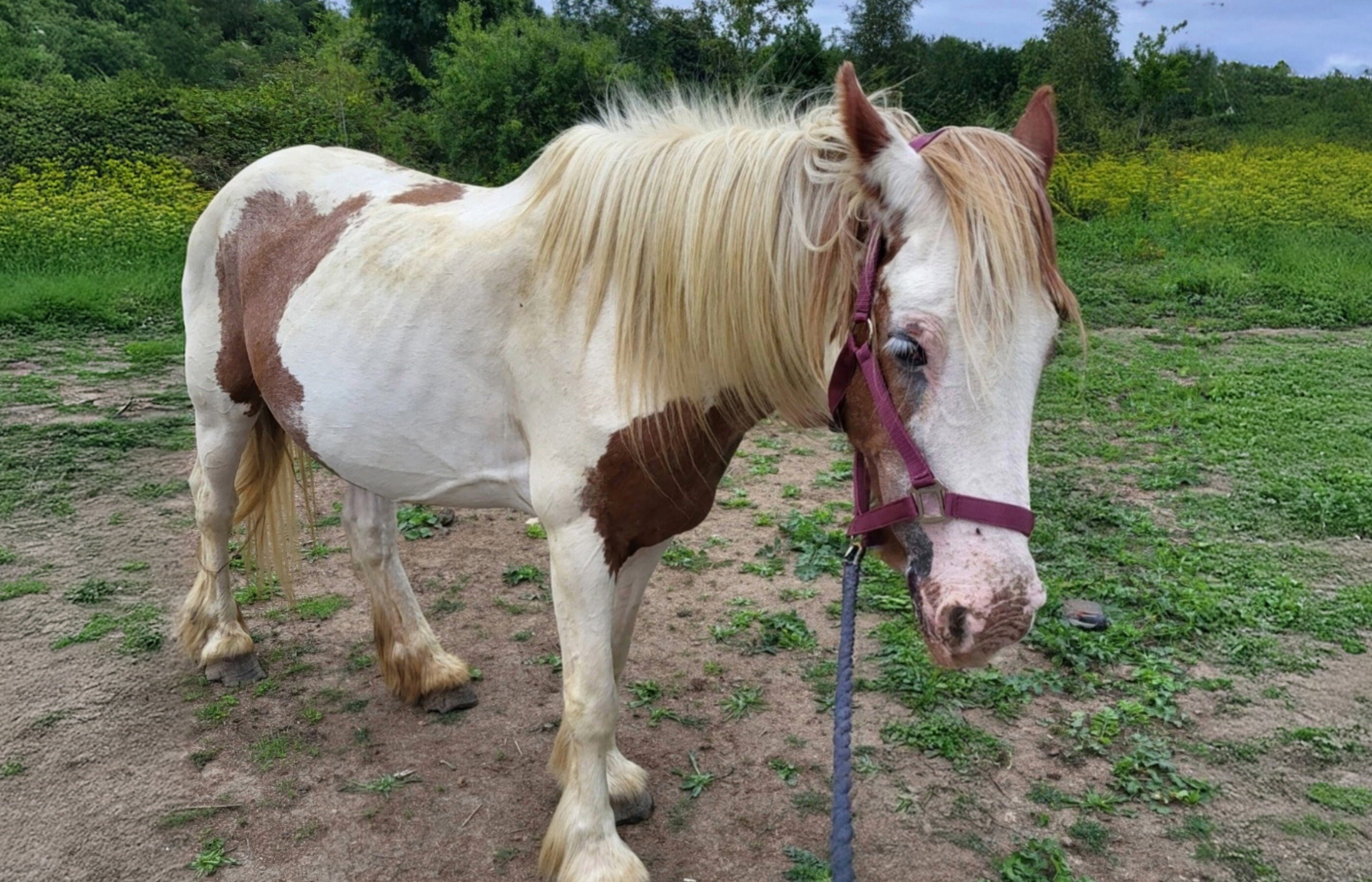 DOUBLE your impact for horses in need