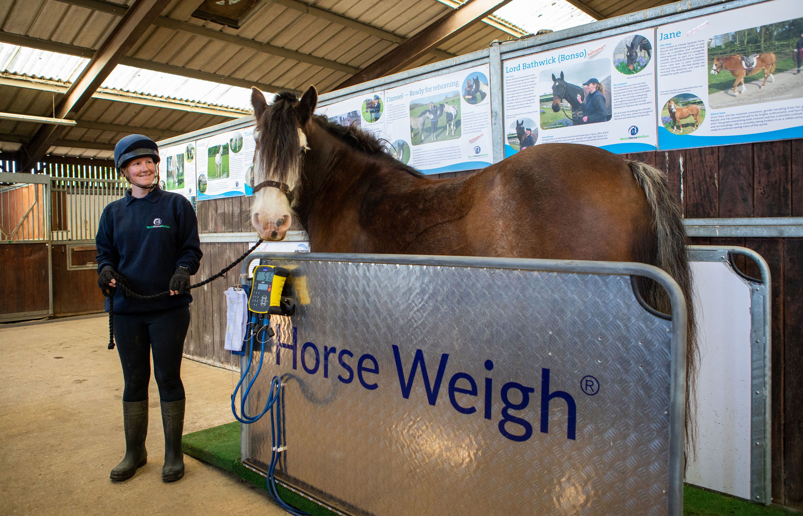 Horse Care Workshops – Session 4 Weight Management