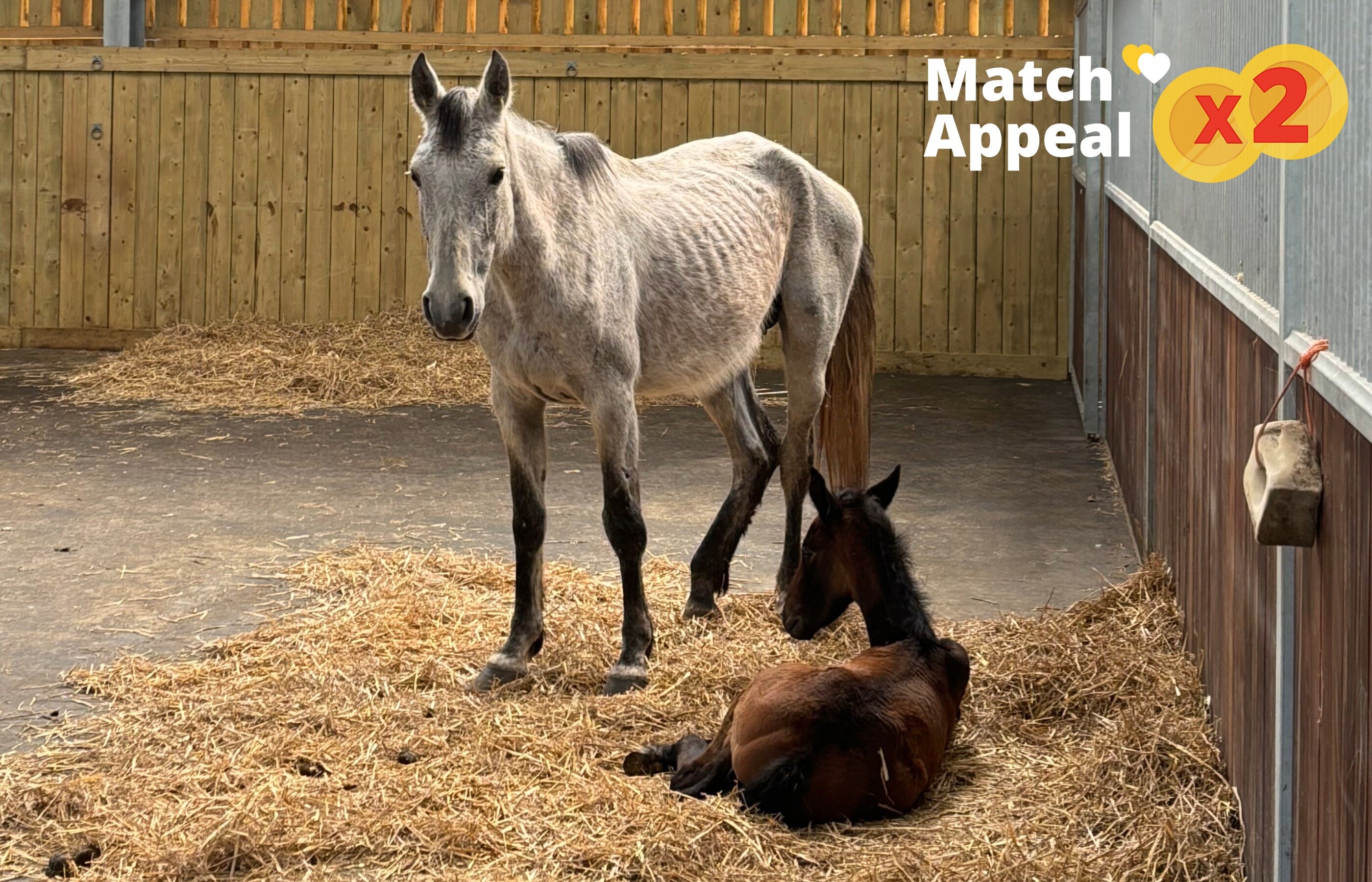 A very malnourished bay mare feeding her very young palomino foal in a baron field surrounded by trees with the words Match Appeal x 2.