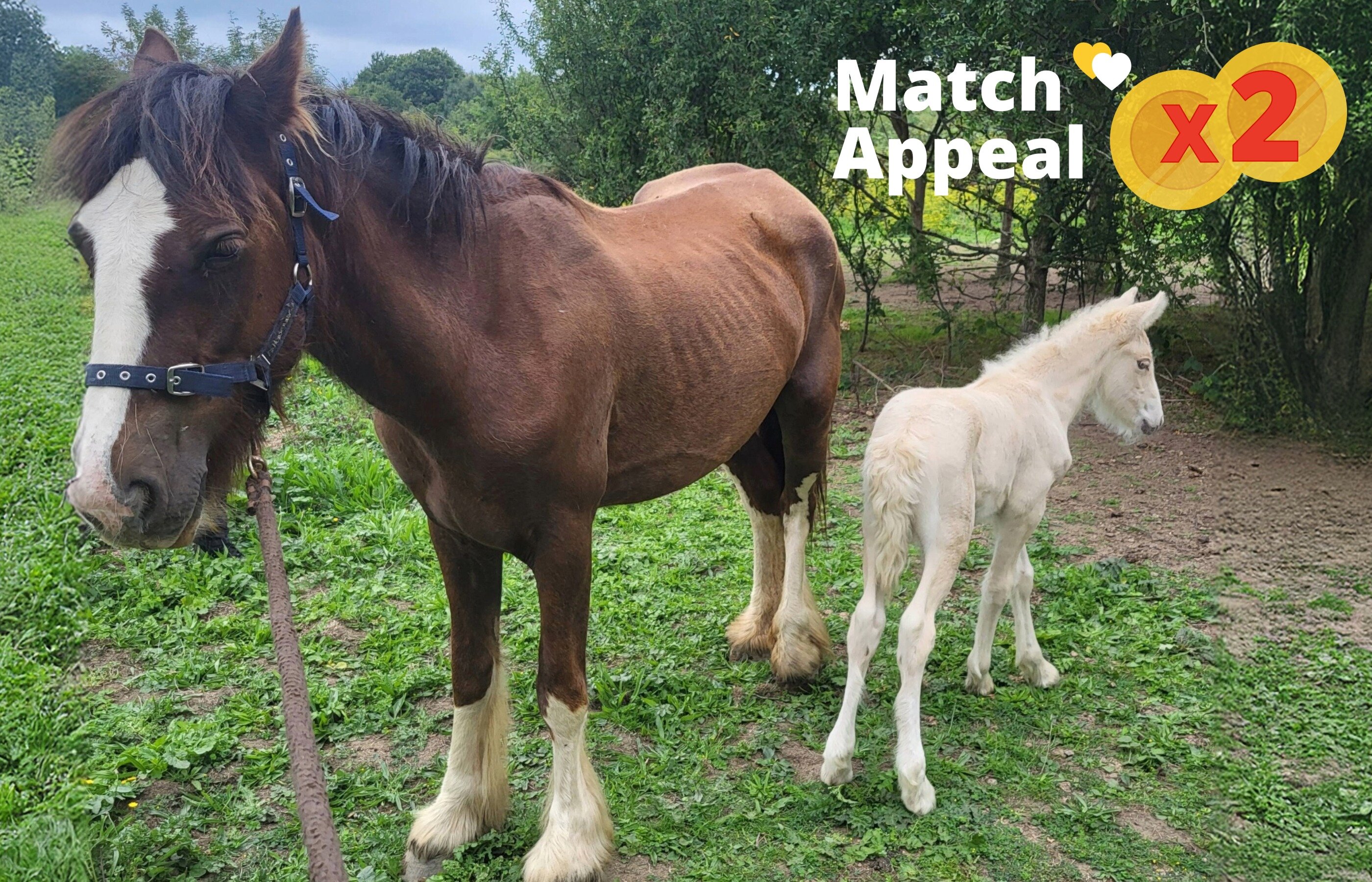 A very malnourished bay mare feeding her very young palomino foal in a baron field surrounded by trees with the words Match Appeal x 2.