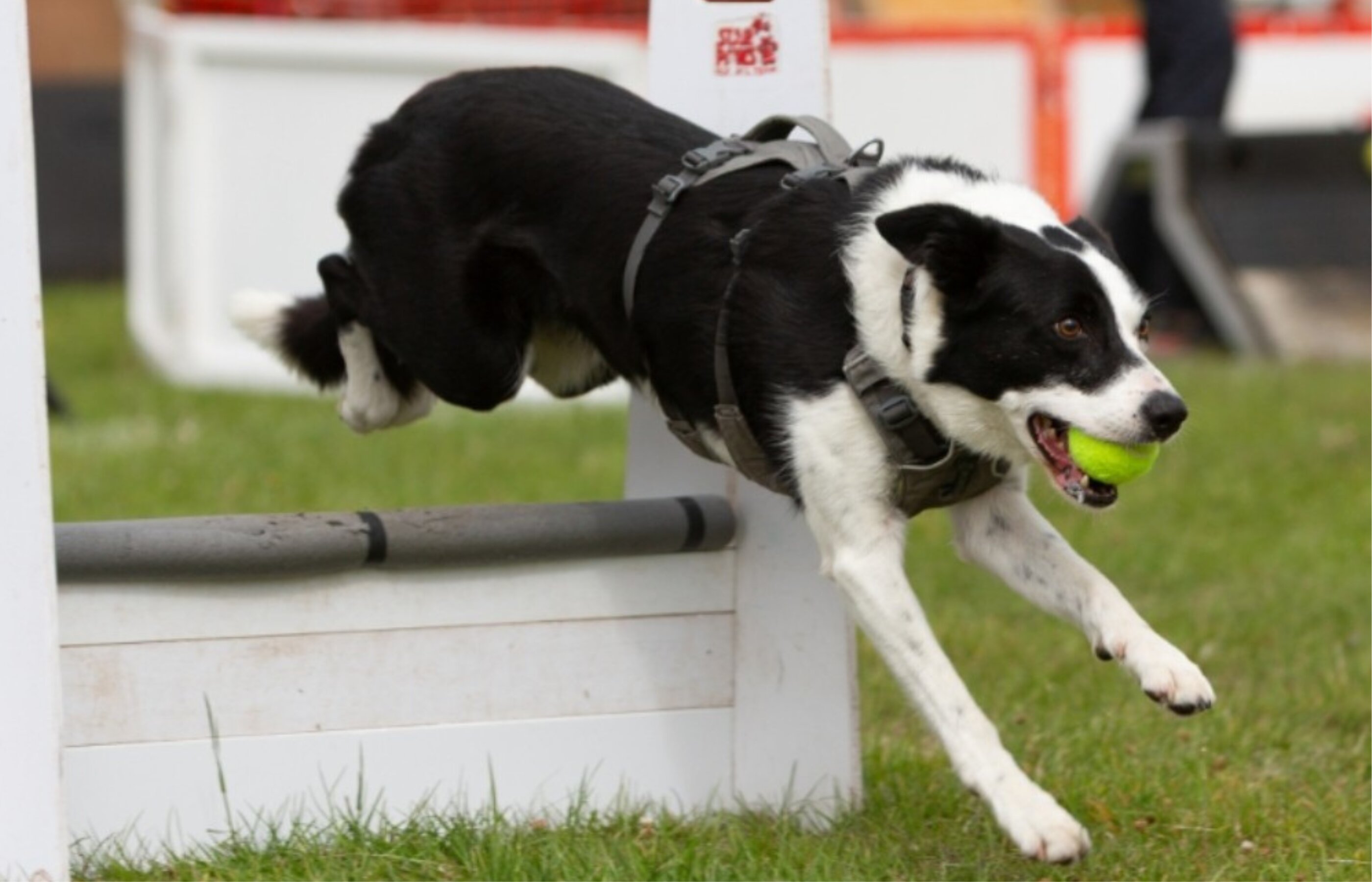 Belwade Fun Dog Show