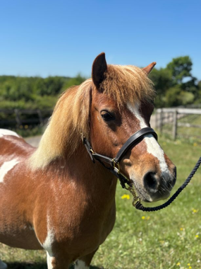 Headshot of Broadspring Treacle