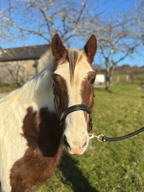 Headshot of Flicker Shorlands