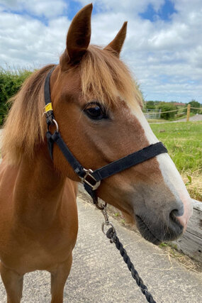 Headshot of Calderberry Sparke - white horse with head collar on