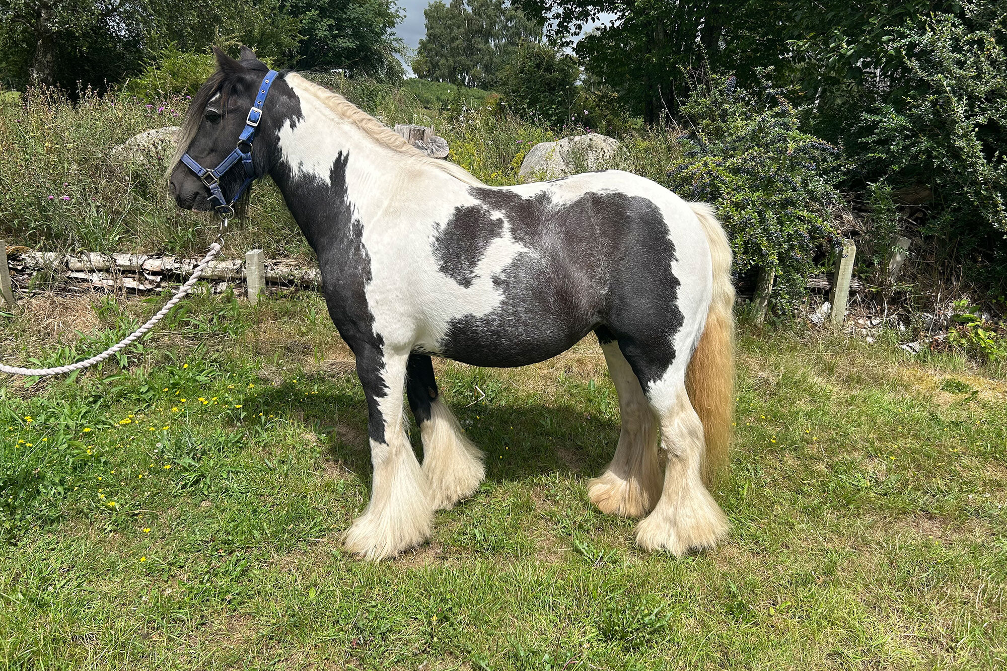 Additional image of Ruffnut (Nutty)
