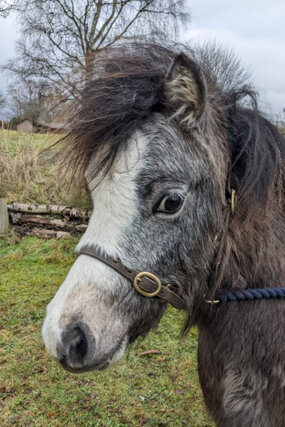 Headshot of Calderberry Sparke - white horse with head collar on
